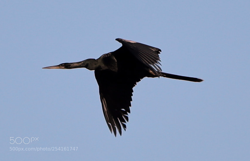 Canon EOS-1D X Mark II sample photo. 04-18-18-0013519.jpg photography
