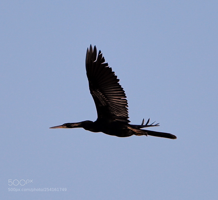 Canon EOS-1D X Mark II sample photo. 04-18-18-0013518.jpg photography