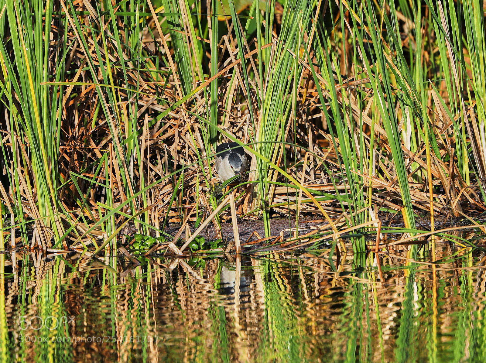 Canon EOS-1D X Mark II sample photo. 04-18-18-0013514.jpg photography