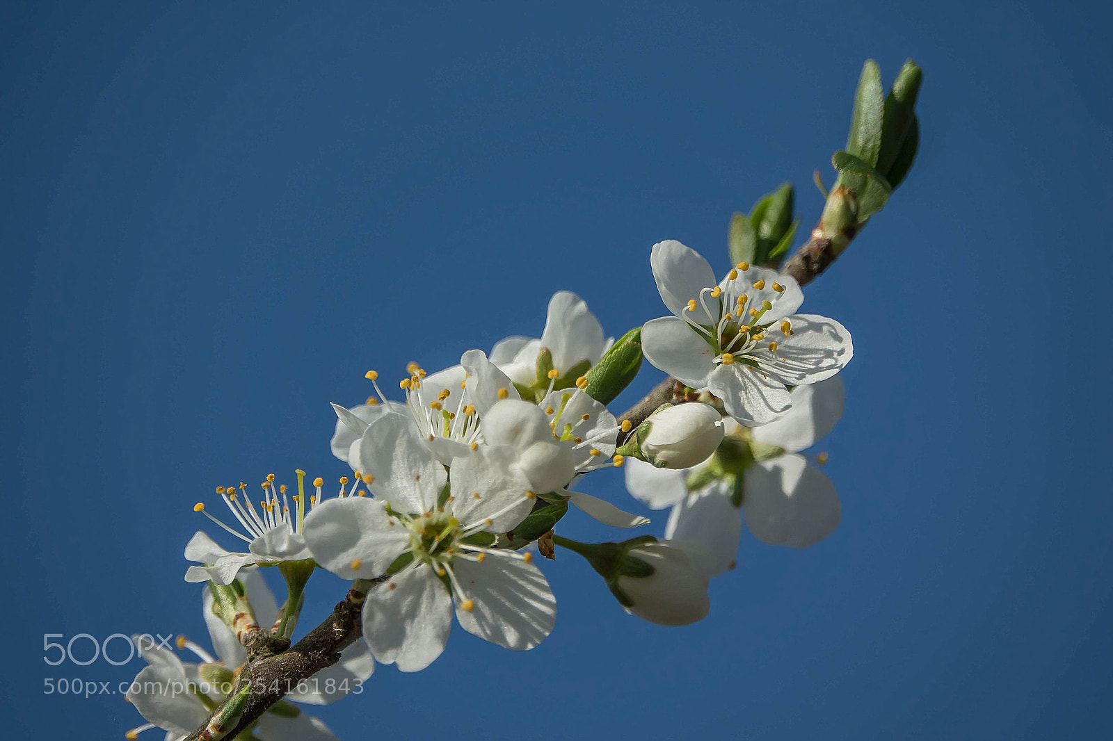 Sony Cyber-shot DSC-RX10 III sample photo. Prunus spinosa photography
