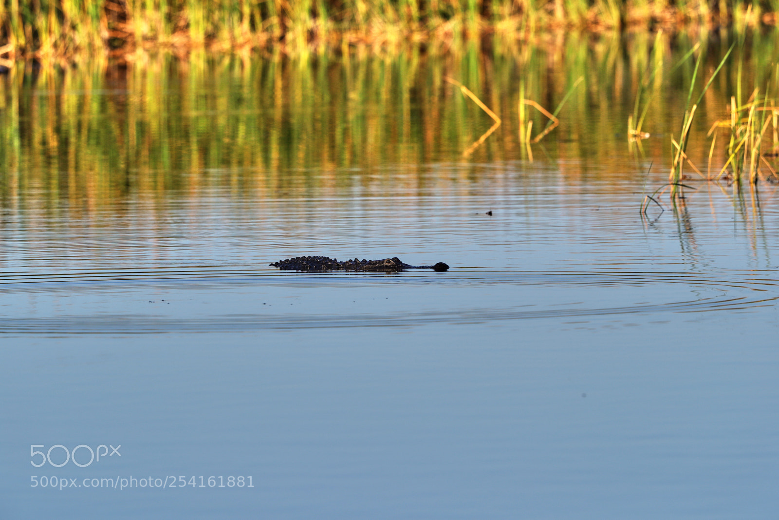 Canon EOS-1D X Mark II sample photo. 04-18-18-0013513.jpg photography