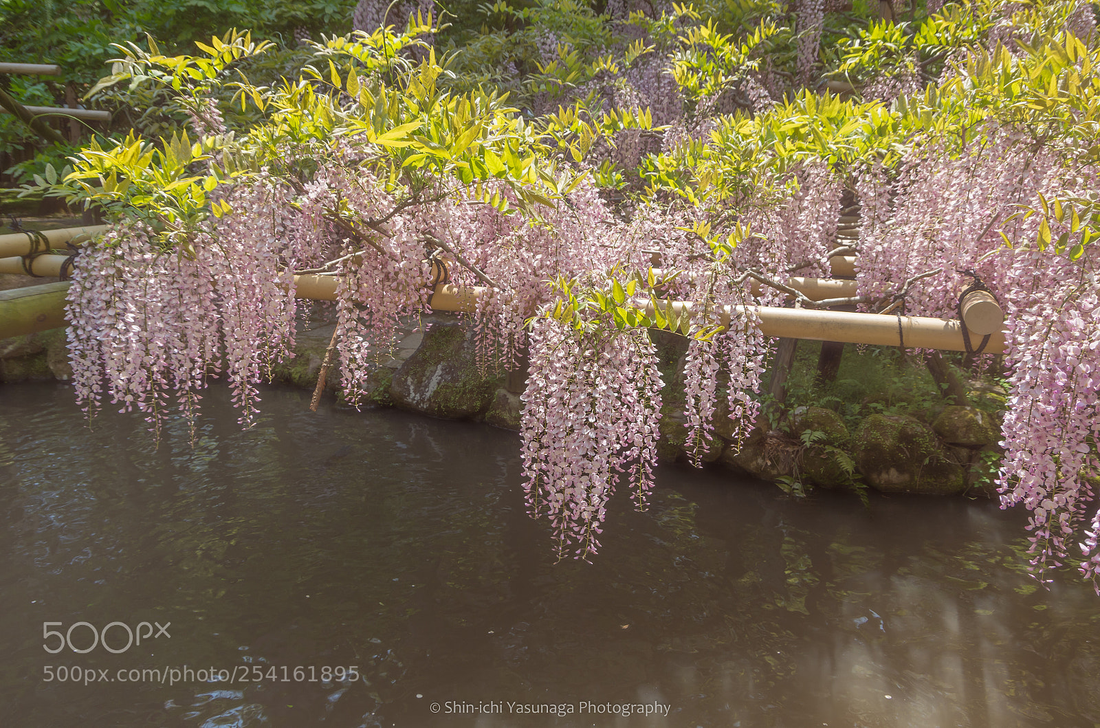 Pentax K-30 sample photo. The wisteria photography