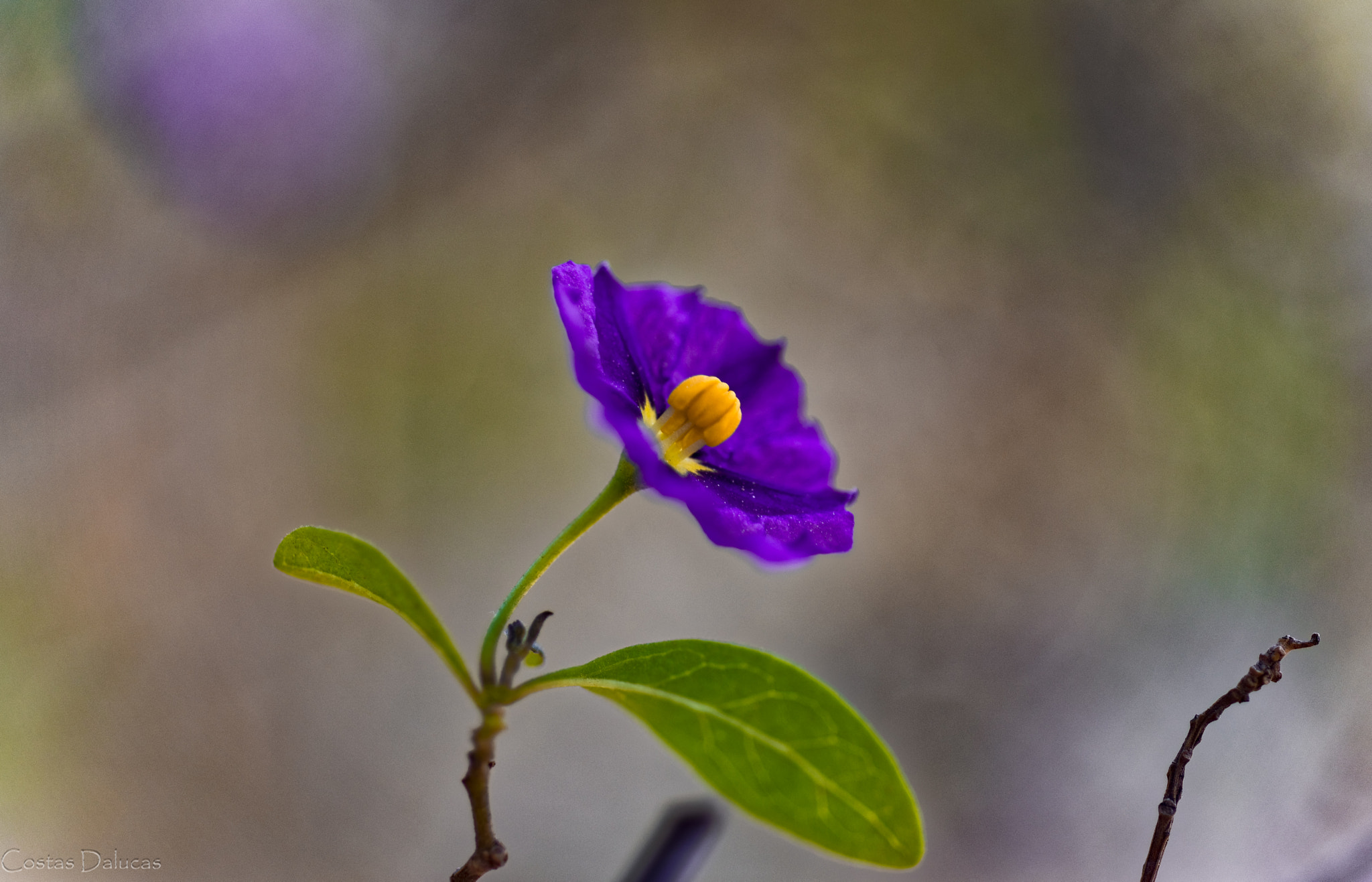 AF Micro-Nikkor 60mm f/2.8 sample photo. Spring blooming photography