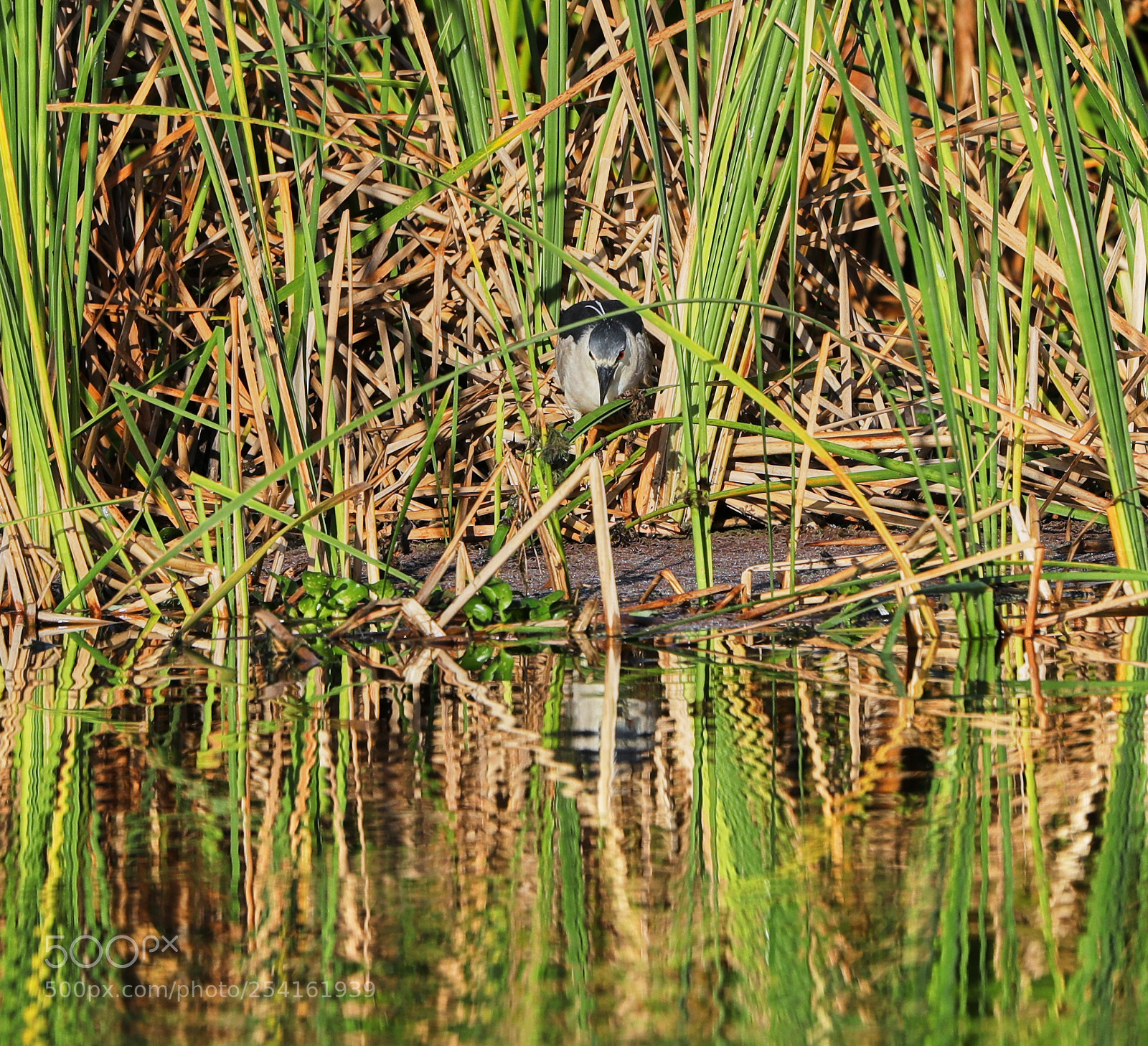Canon EOS-1D X Mark II sample photo. 04-18-18-0013510.jpg photography