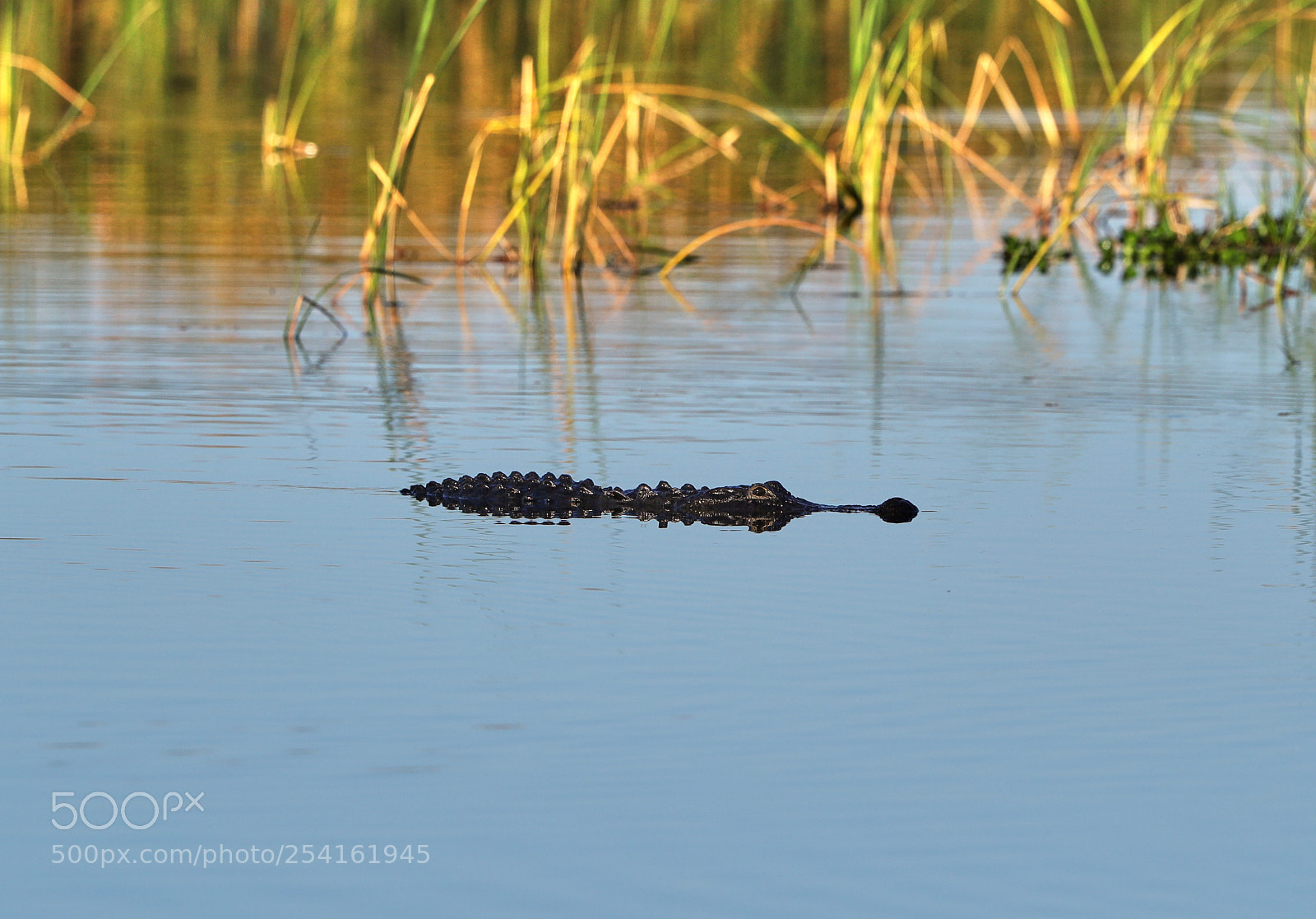 Canon EOS-1D X Mark II sample photo. 04-18-18-0013509.jpg photography