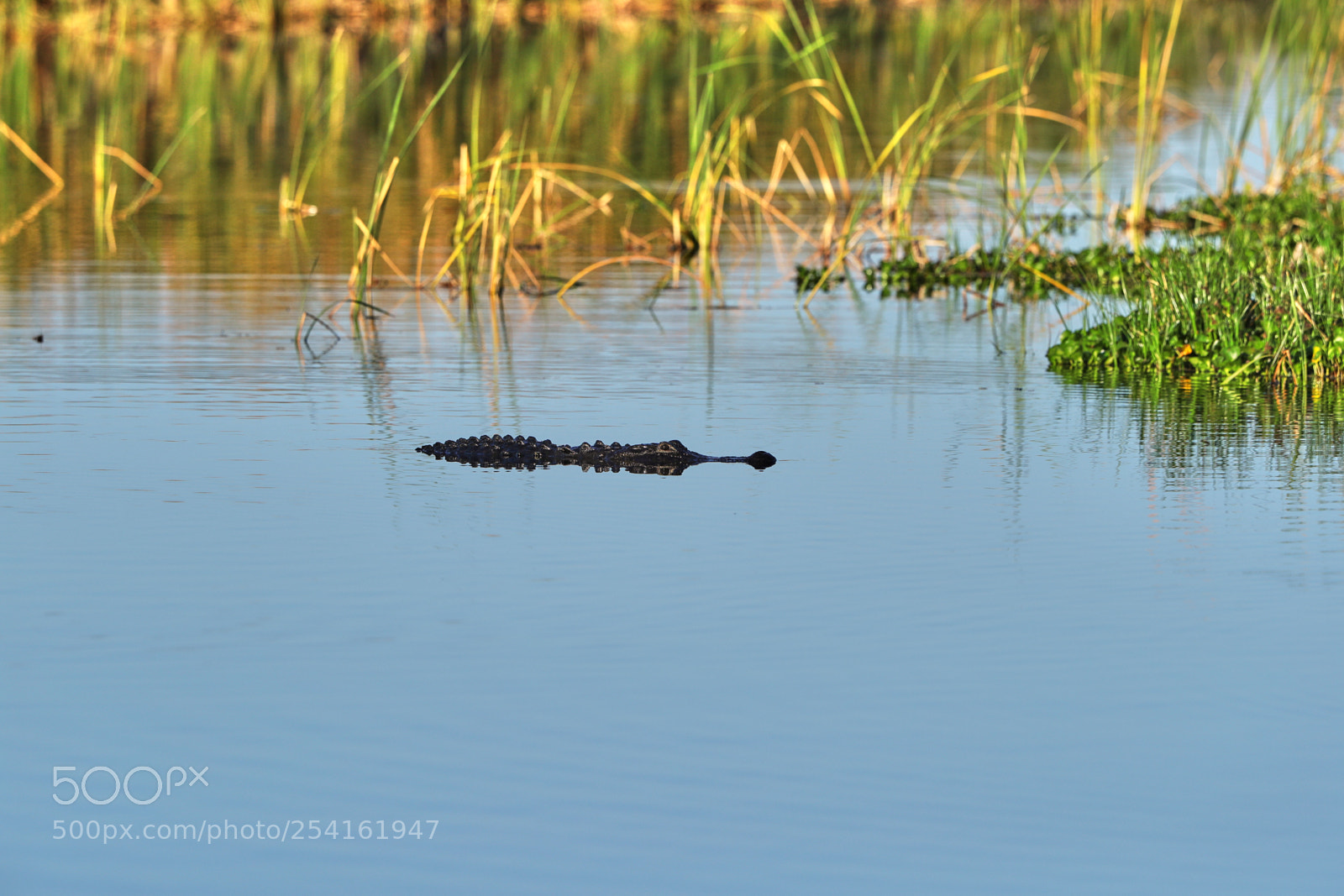 Canon EOS-1D X Mark II sample photo. 04-18-18-0013508.jpg photography