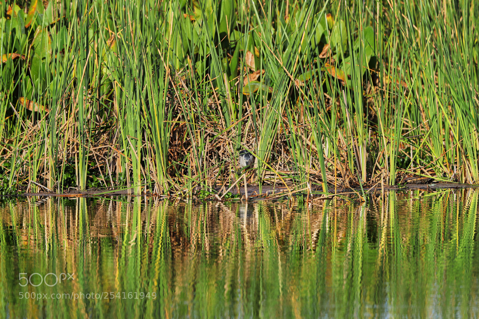 Canon EOS-1D X Mark II sample photo. 04-18-18-0013507.jpg photography