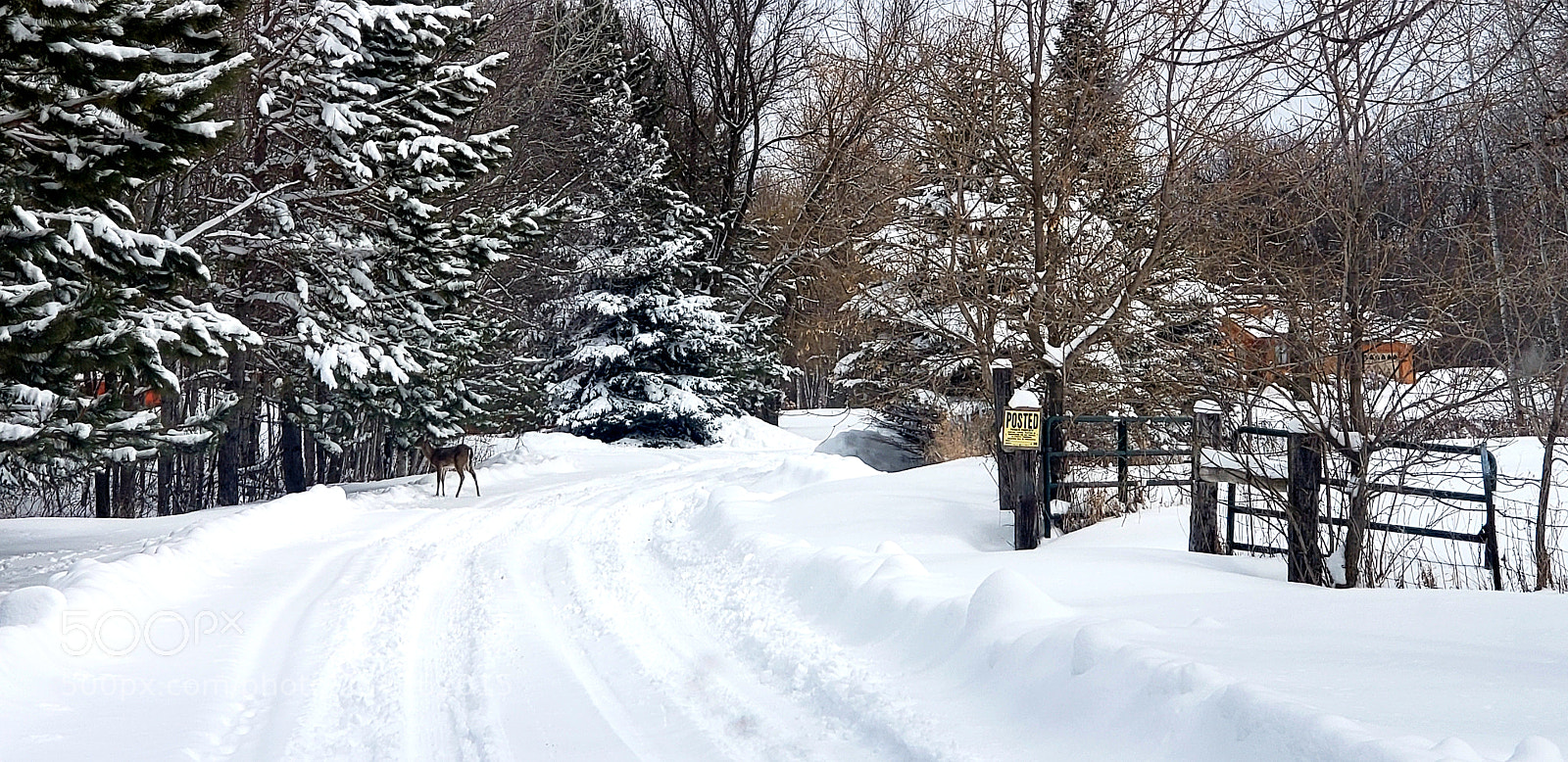 Samsung Galaxy S9+ sample photo. Winter in april photography