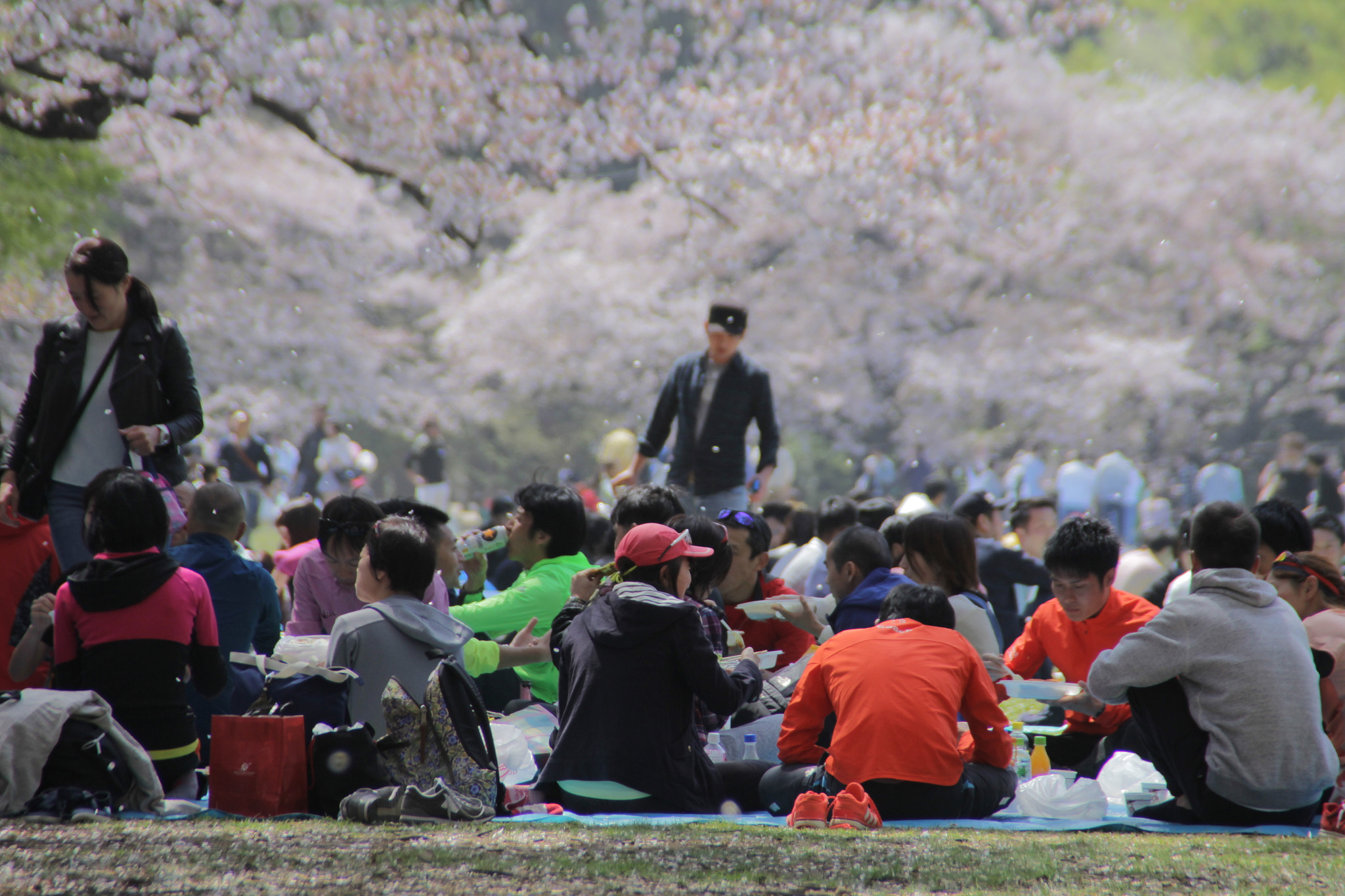 Canon EOS 60D sample photo. Sakura photography