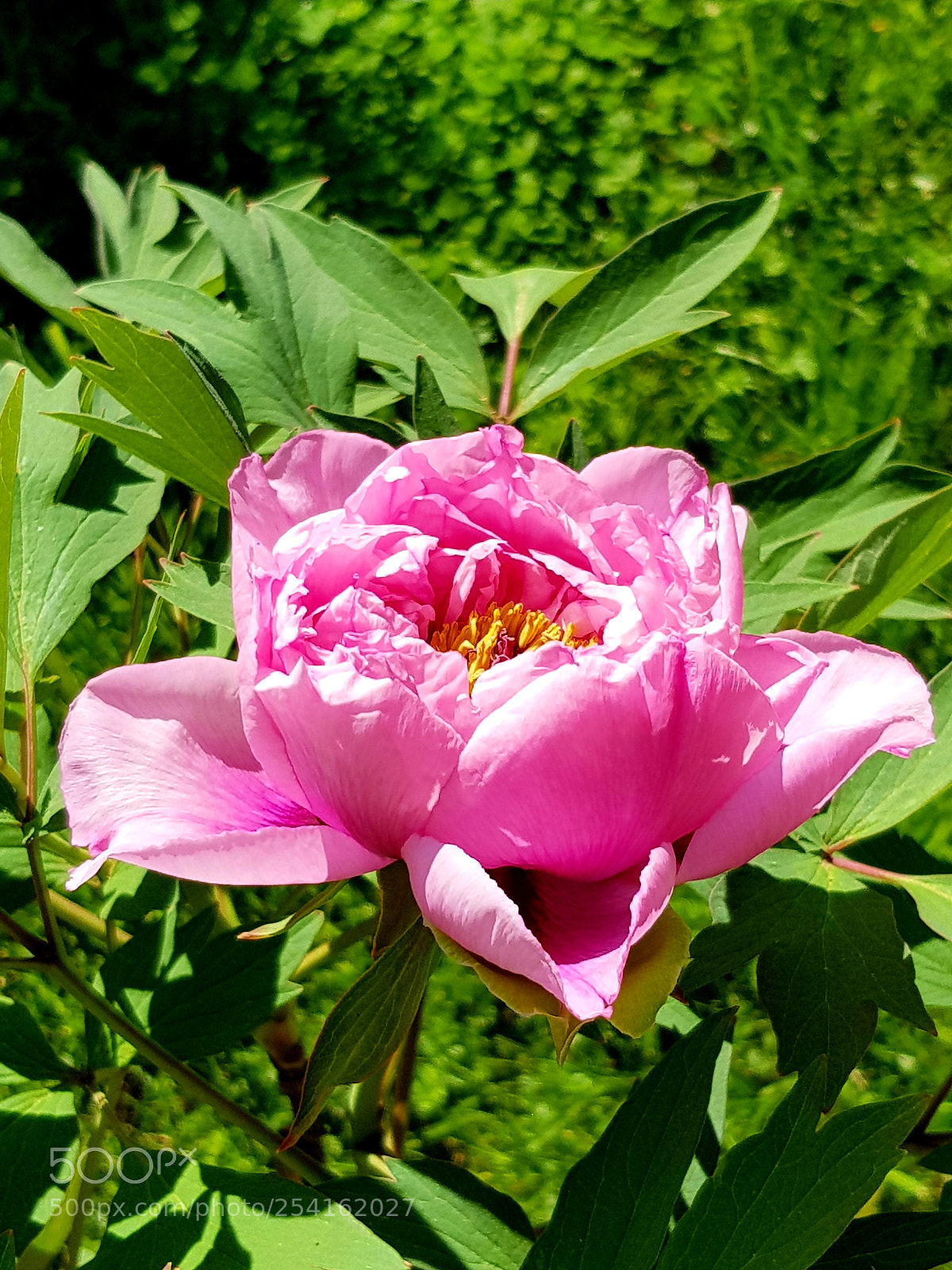 Samsung Galaxy S8 sample photo. Springtime 2 photography