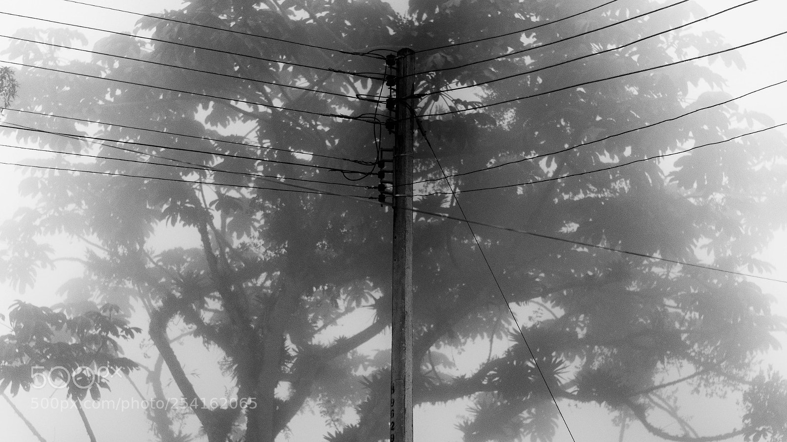 Nikon D5300 sample photo. Wire tree photography