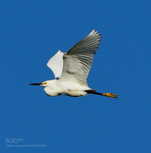 Canon EOS-1D X Mark II sample photo. 04-18-18-0013499.jpg photography