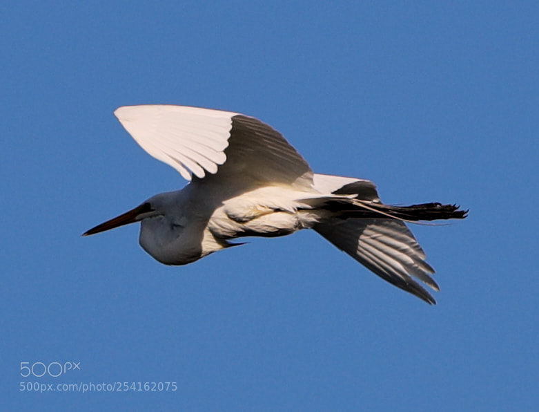 Canon EOS-1D X Mark II sample photo. 04-18-18-0013498.jpg photography