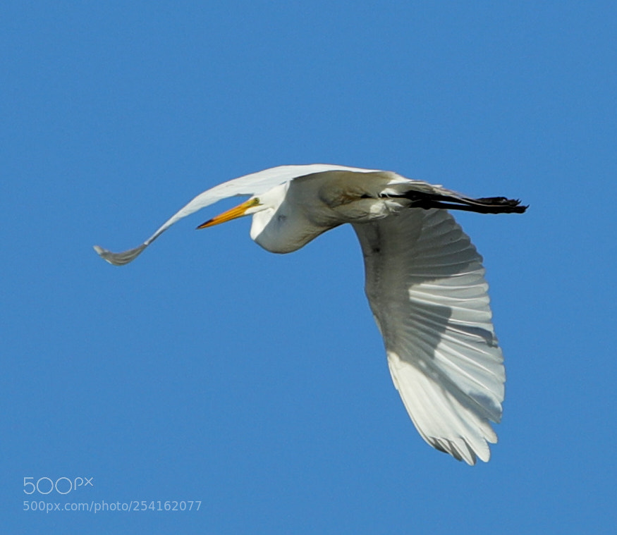 Canon EOS-1D X Mark II sample photo. 04-18-18-0013497.jpg photography