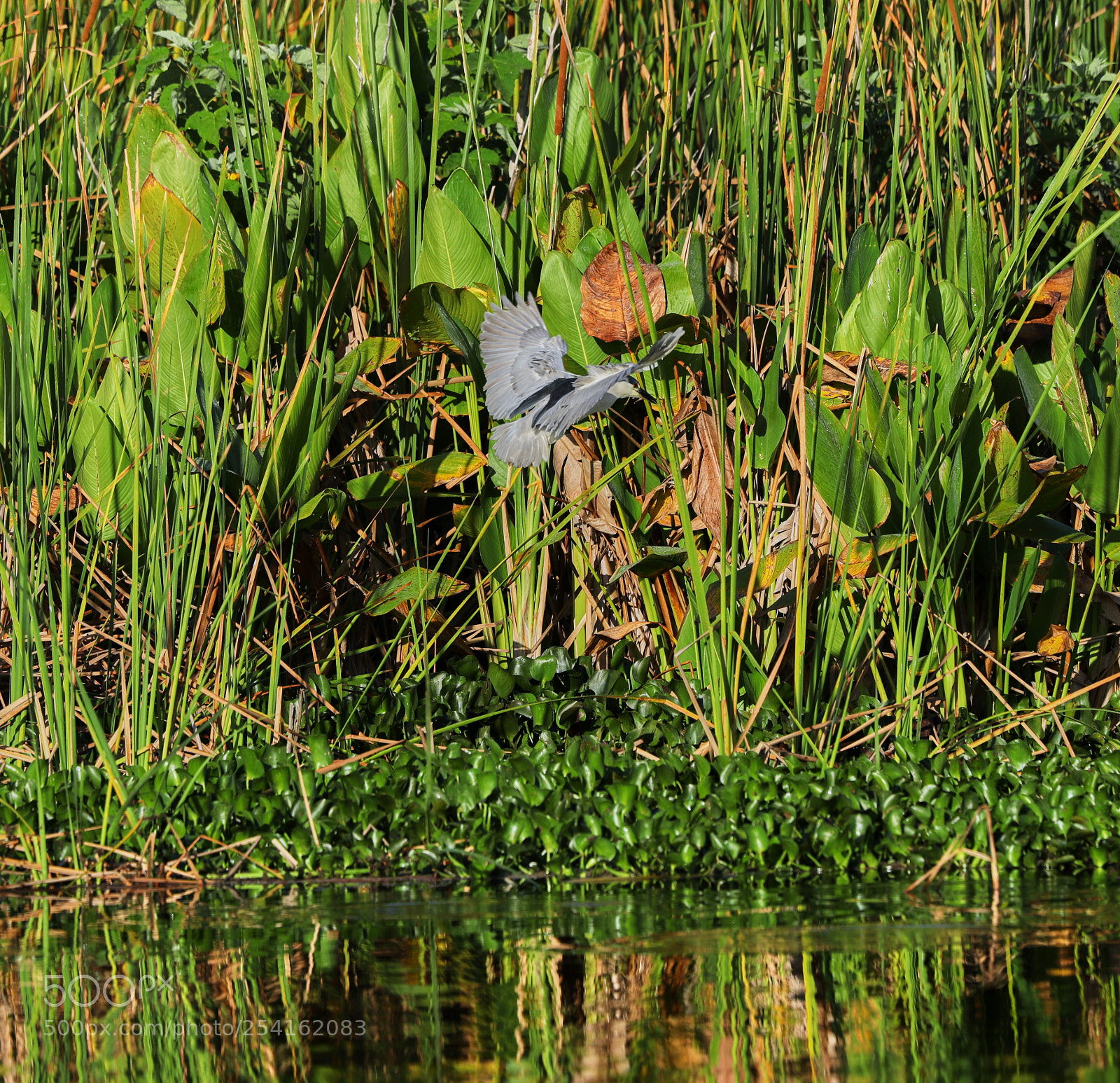 Canon EOS-1D X Mark II sample photo. 04-18-18-0013496 1.jpg photography