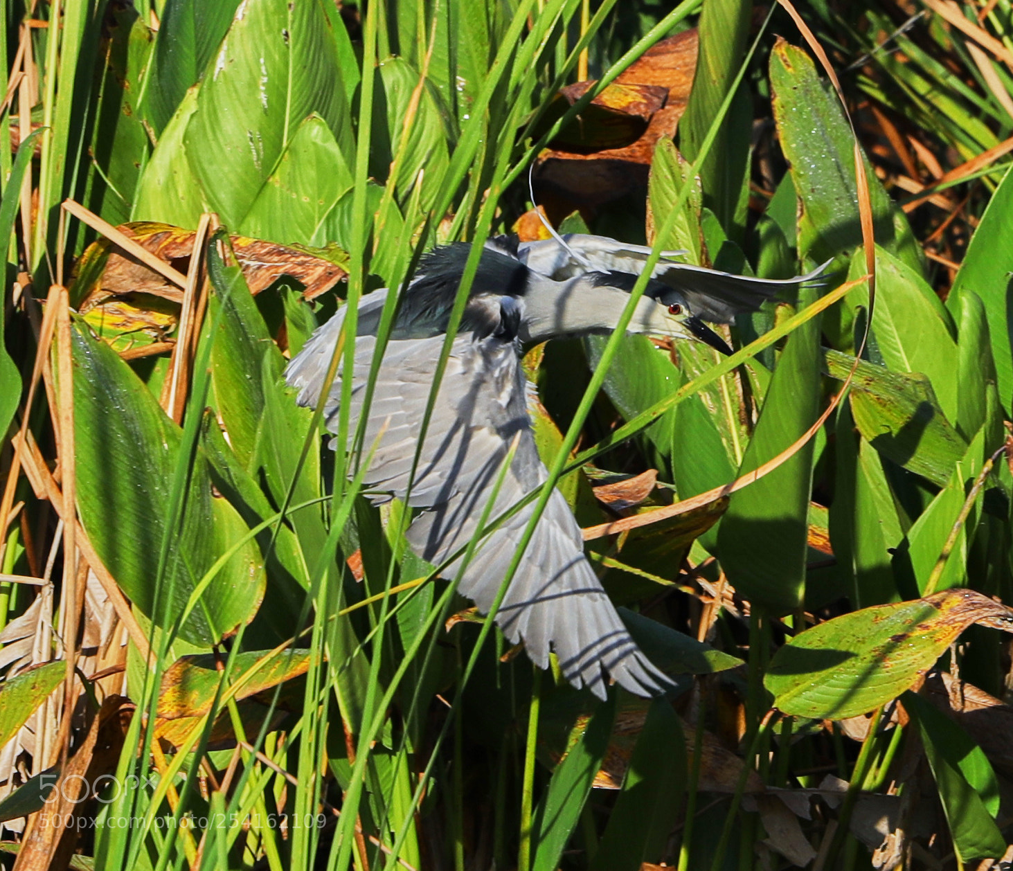 Canon EOS-1D X Mark II sample photo. 04-18-18-0013493.jpg photography