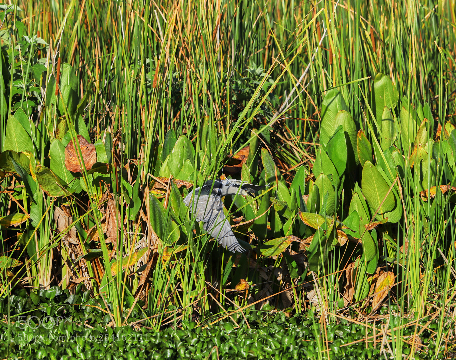 Canon EOS-1D X Mark II sample photo. 04-18-18-0013493 1.jpg photography