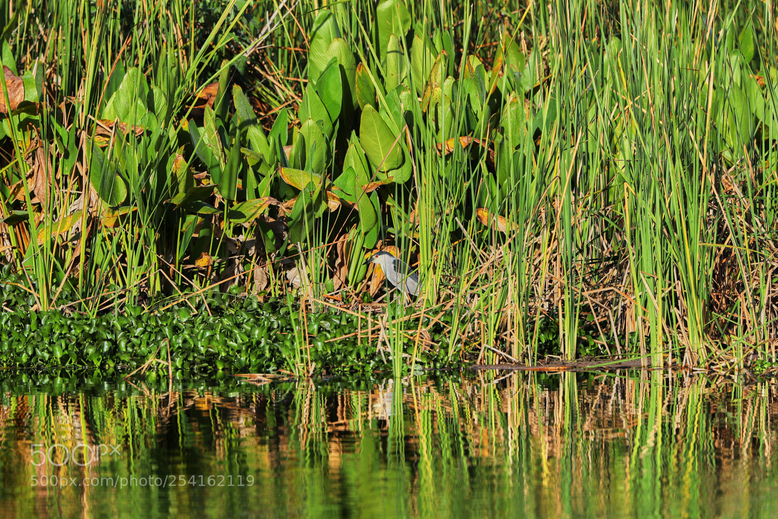Canon EOS-1D X Mark II sample photo. 04-18-18-0013490.jpg photography