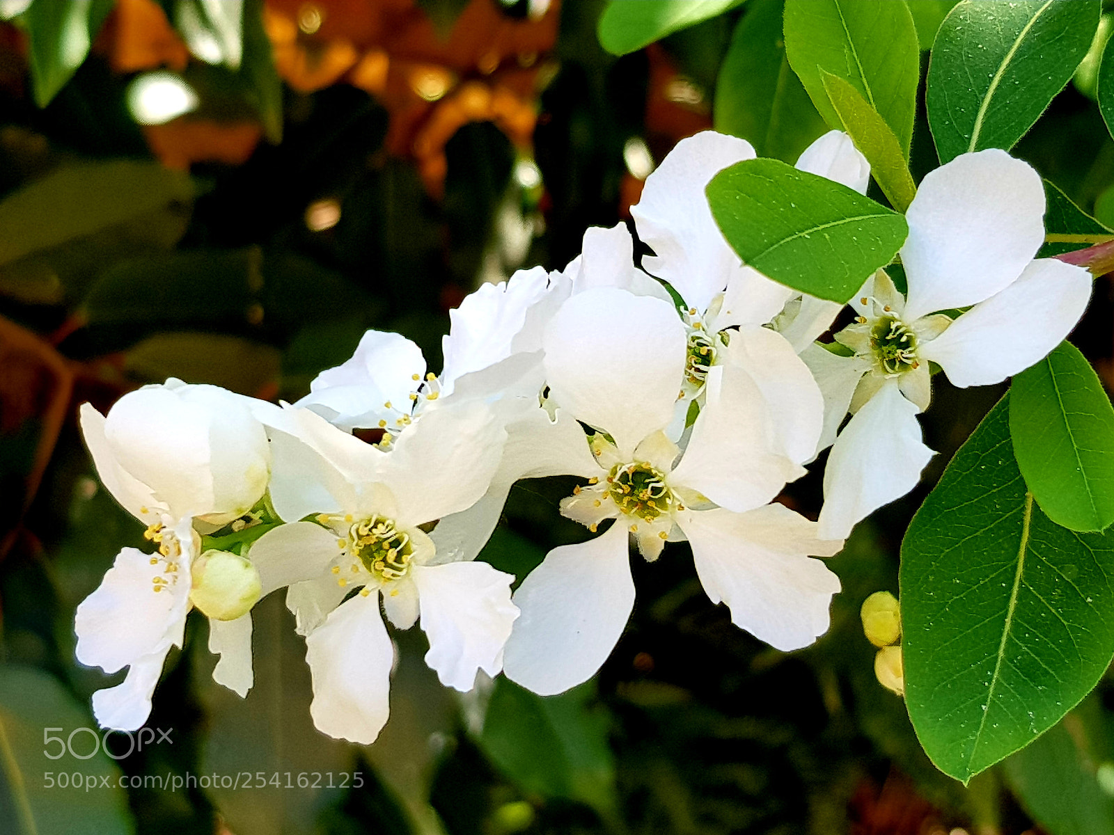 Samsung Galaxy S8 sample photo. Springtime 3 photography