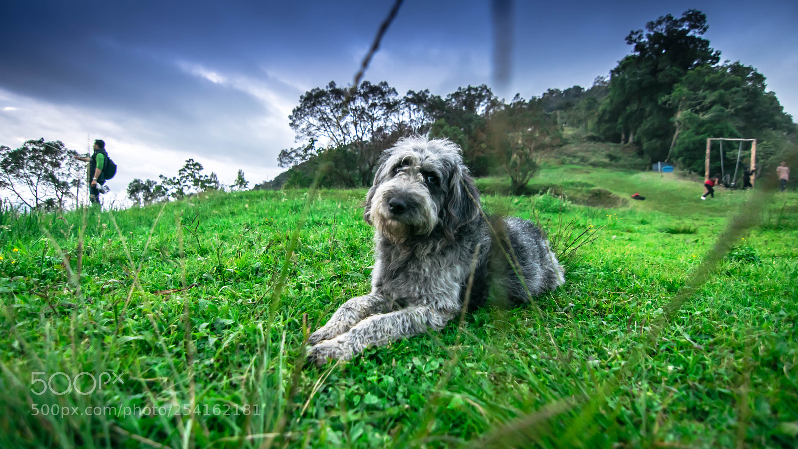 Nikon D5300 sample photo. Doggy photography