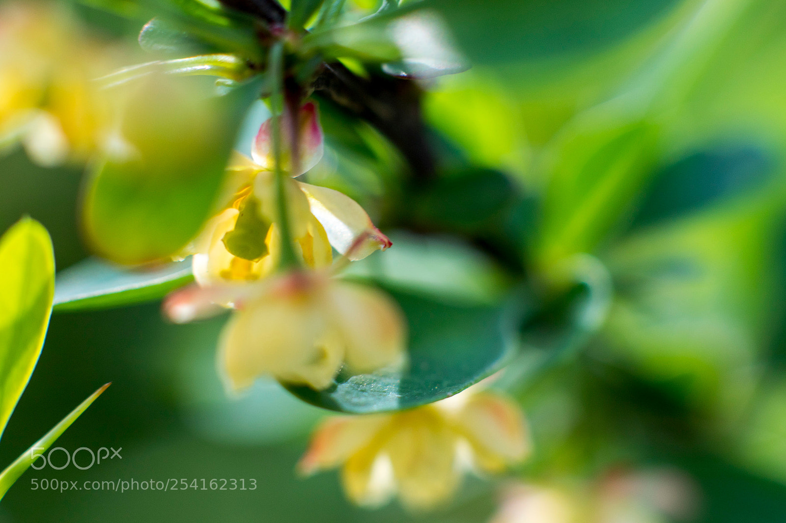 Canon EOS 7D Mark II sample photo. Bloom photography