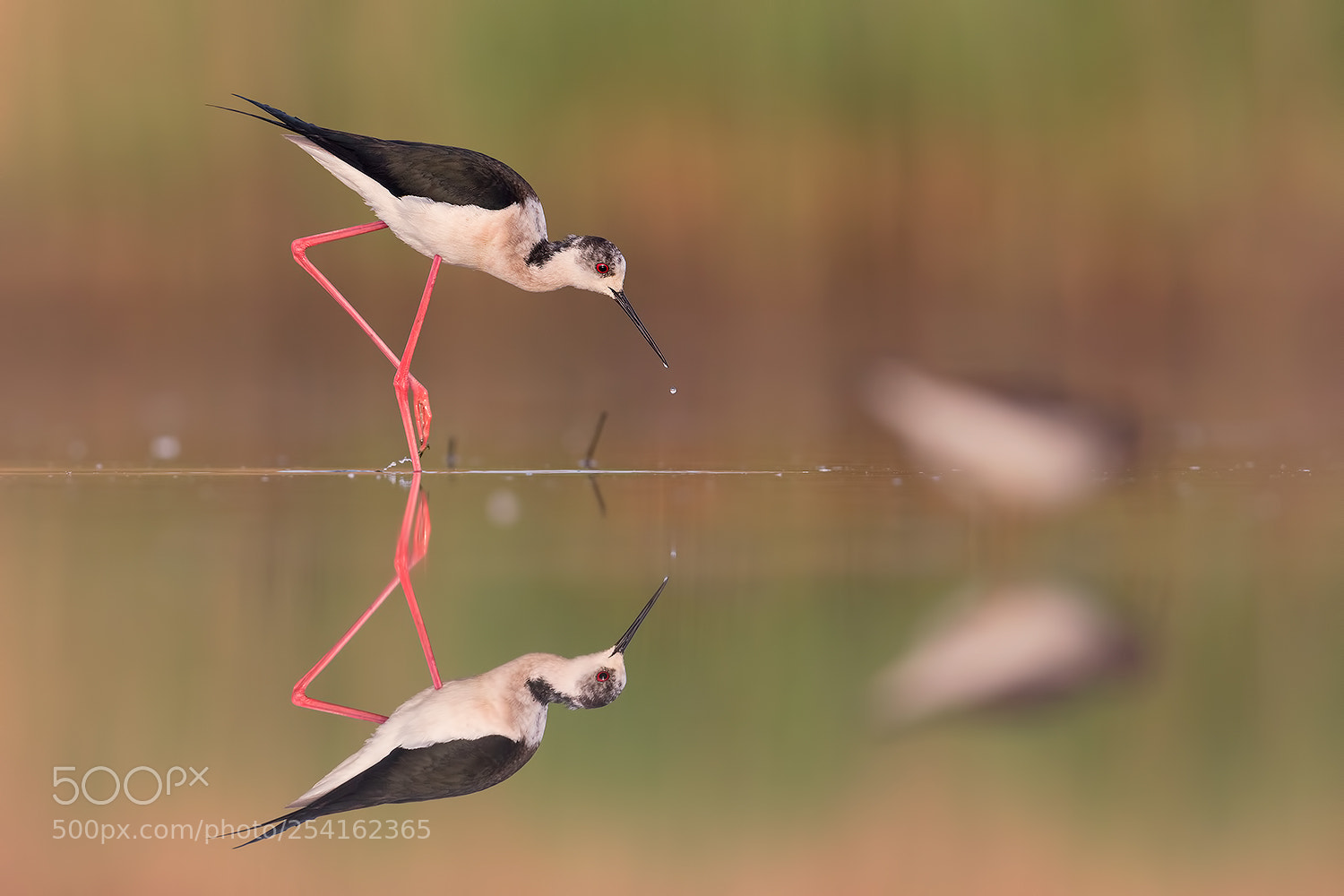 Canon EOS 5D Mark IV sample photo. Black widget stilt with photography