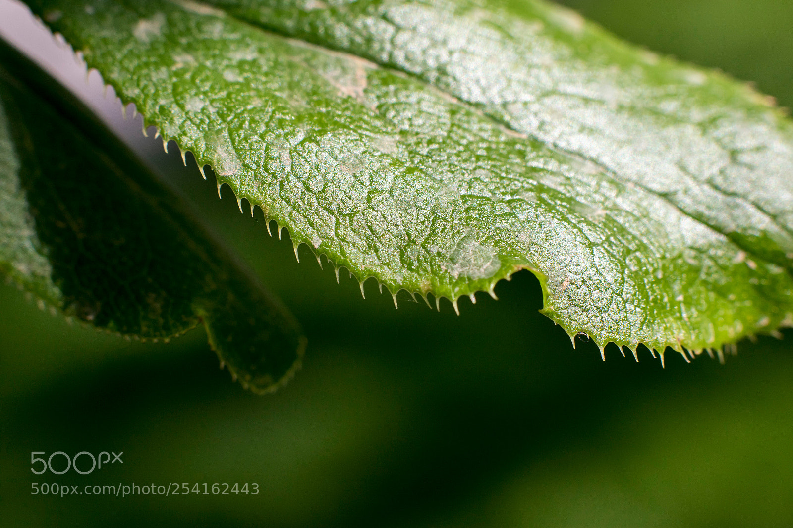 Canon EOS 7D Mark II sample photo. Leaf photography