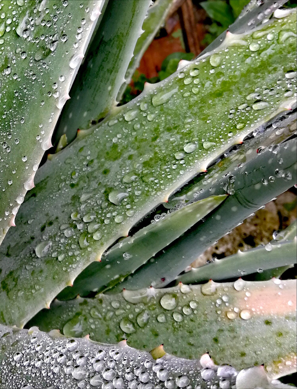 HUAWEI P10 sample photo. Áloe photography
