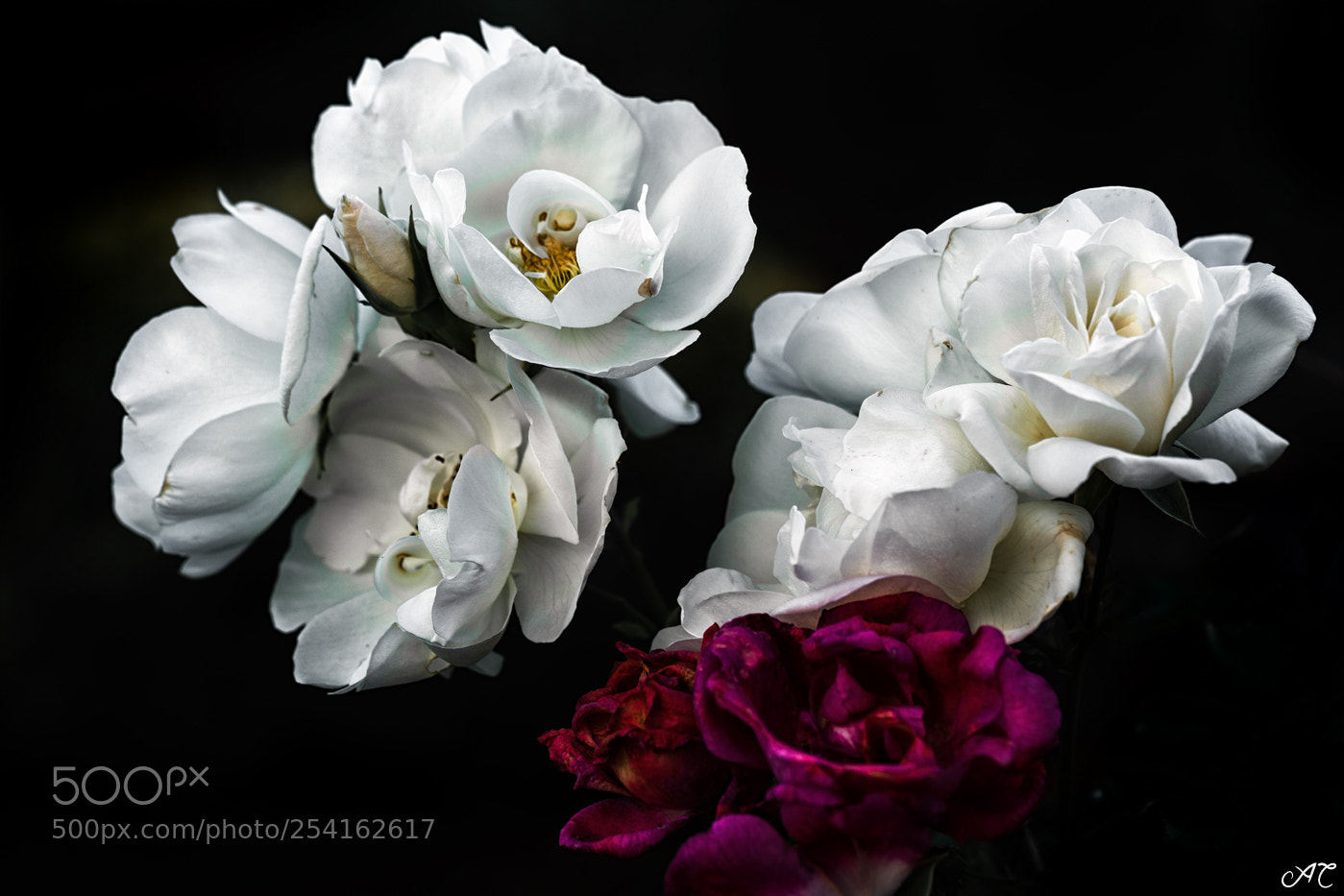 Nikon D800 sample photo. Fall roses photography