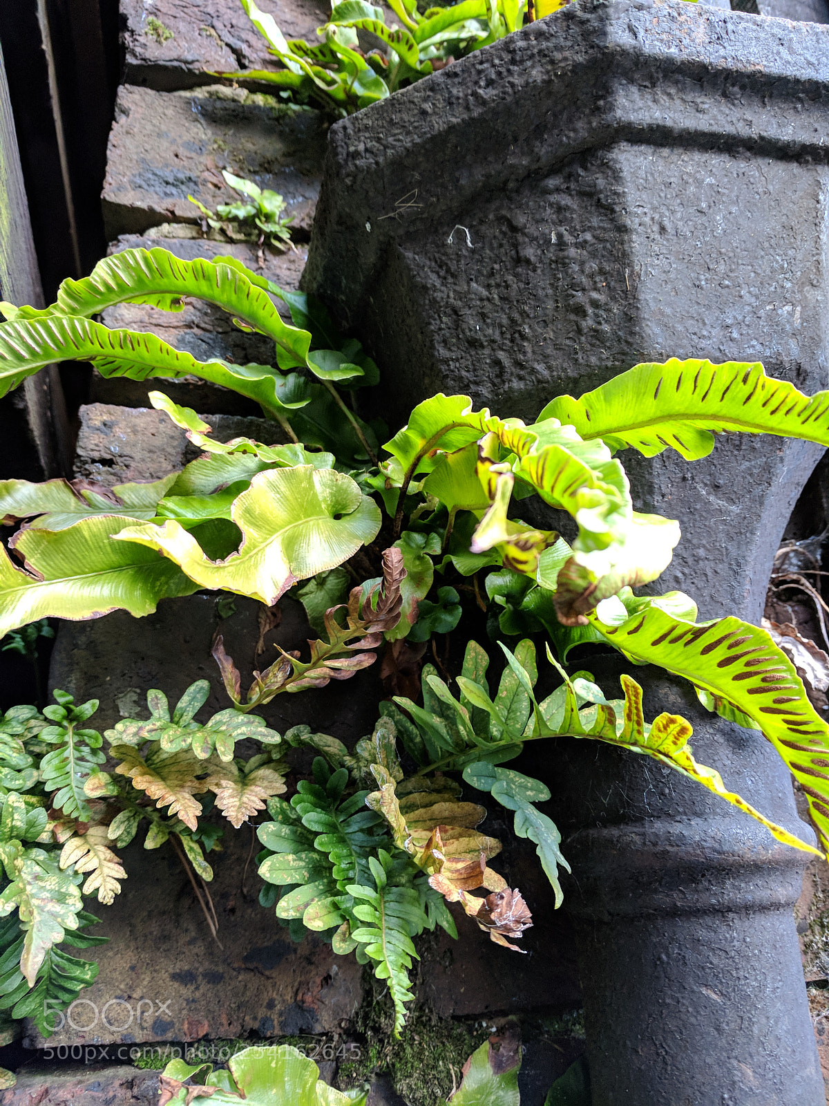 Google Pixel sample photo. Untitled photography