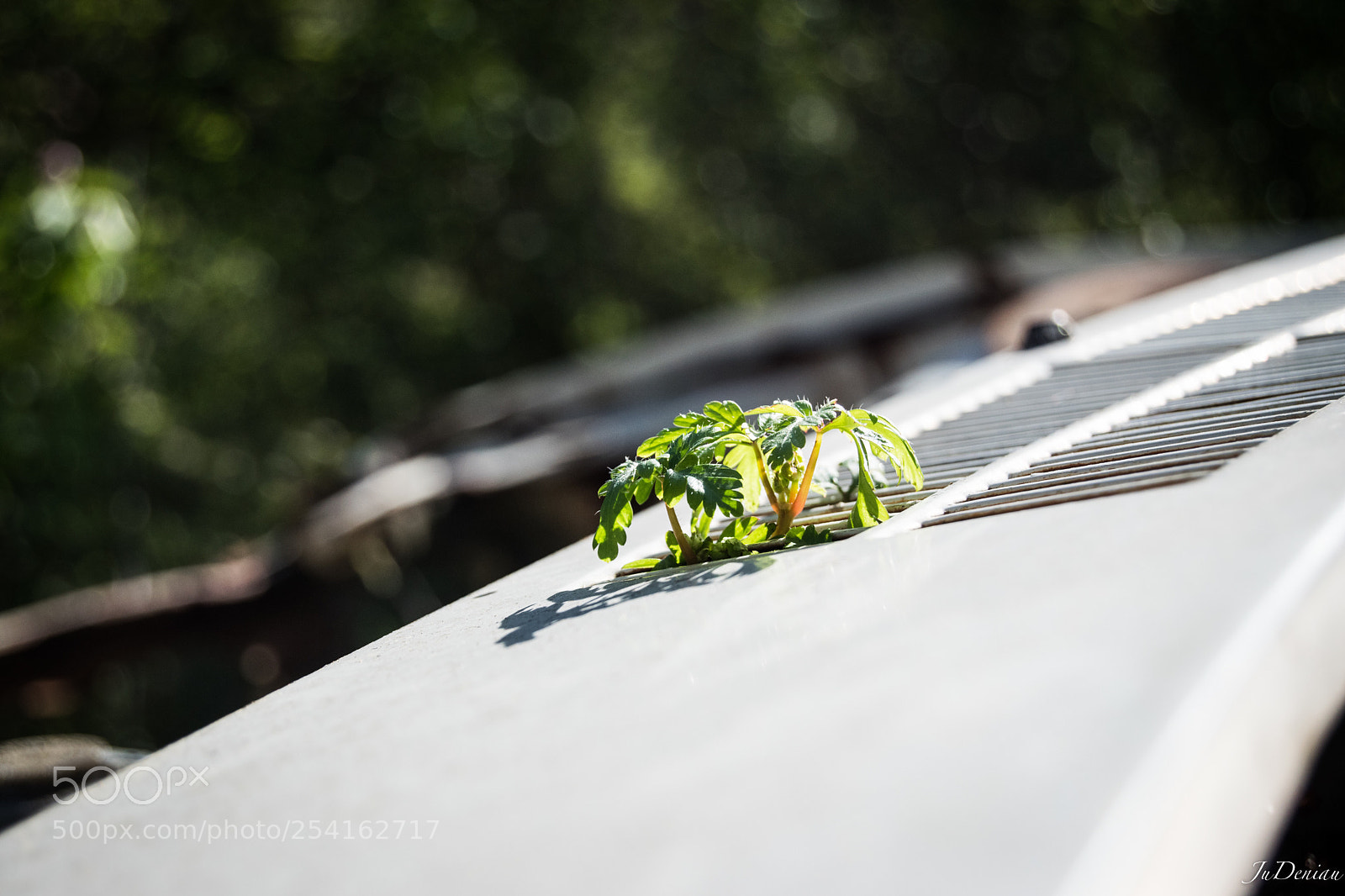 Nikon D3300 sample photo. La nature reprend ses photography