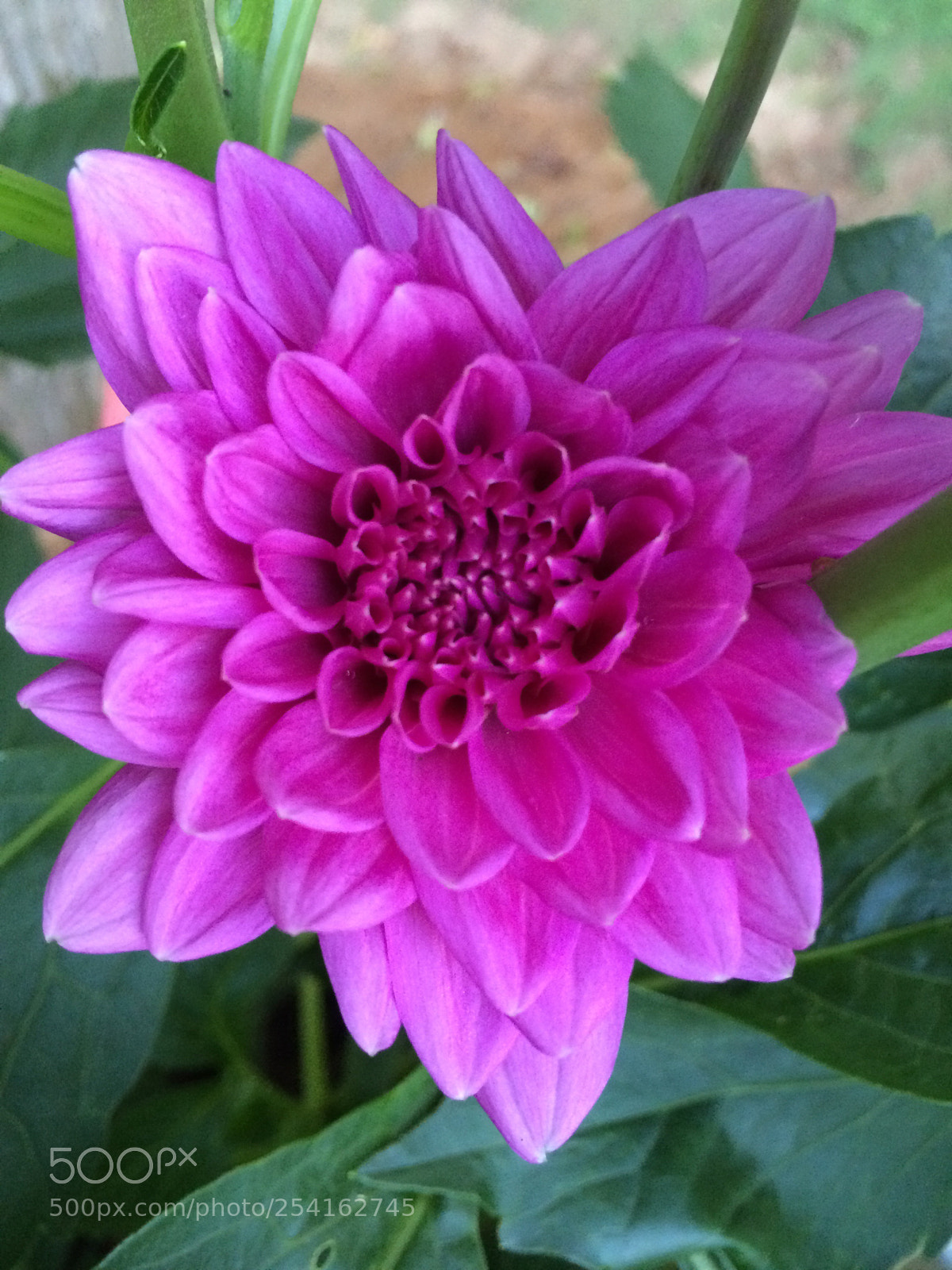 Apple iPhone 5s sample photo. Dahlia  photography