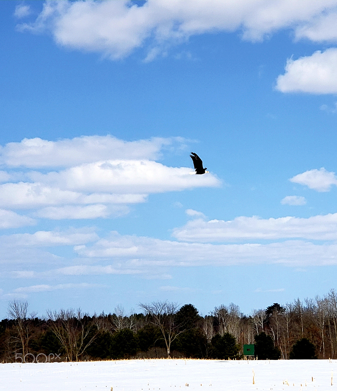Samsung Galaxy S9+ sample photo. Eagle soaring photography