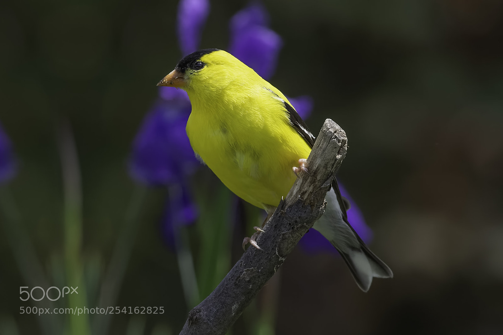 Nikon D7100 sample photo. Goldfinch in the iris photography