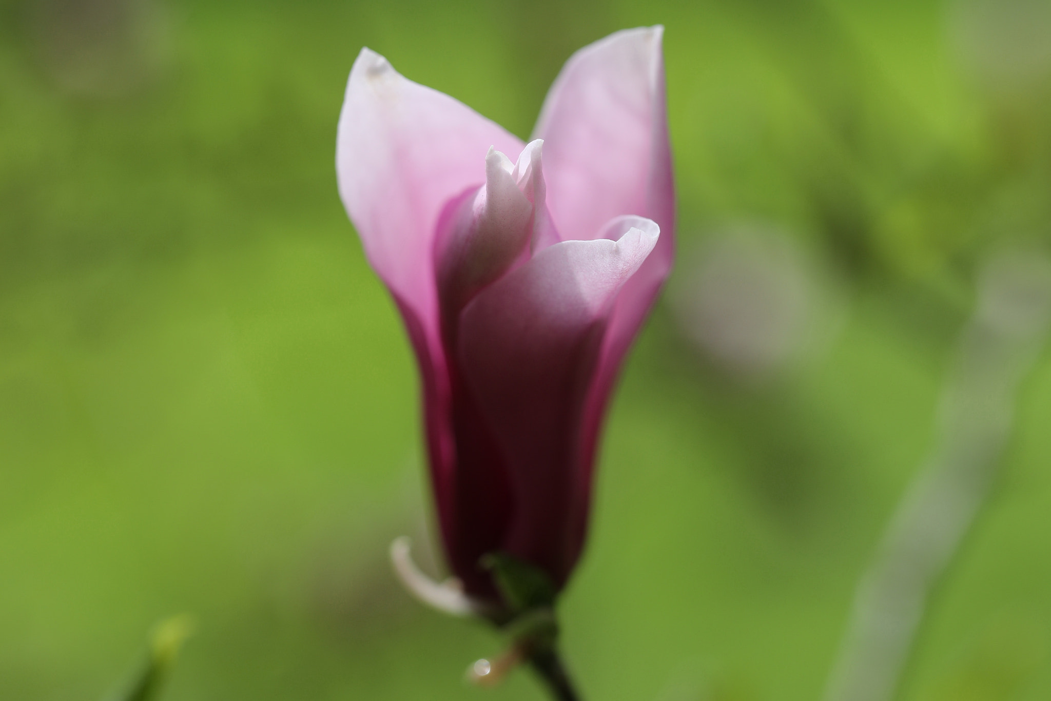 Canon EF 100mm F2.8L Macro IS USM sample photo. Springtime schloss dyck germany photography