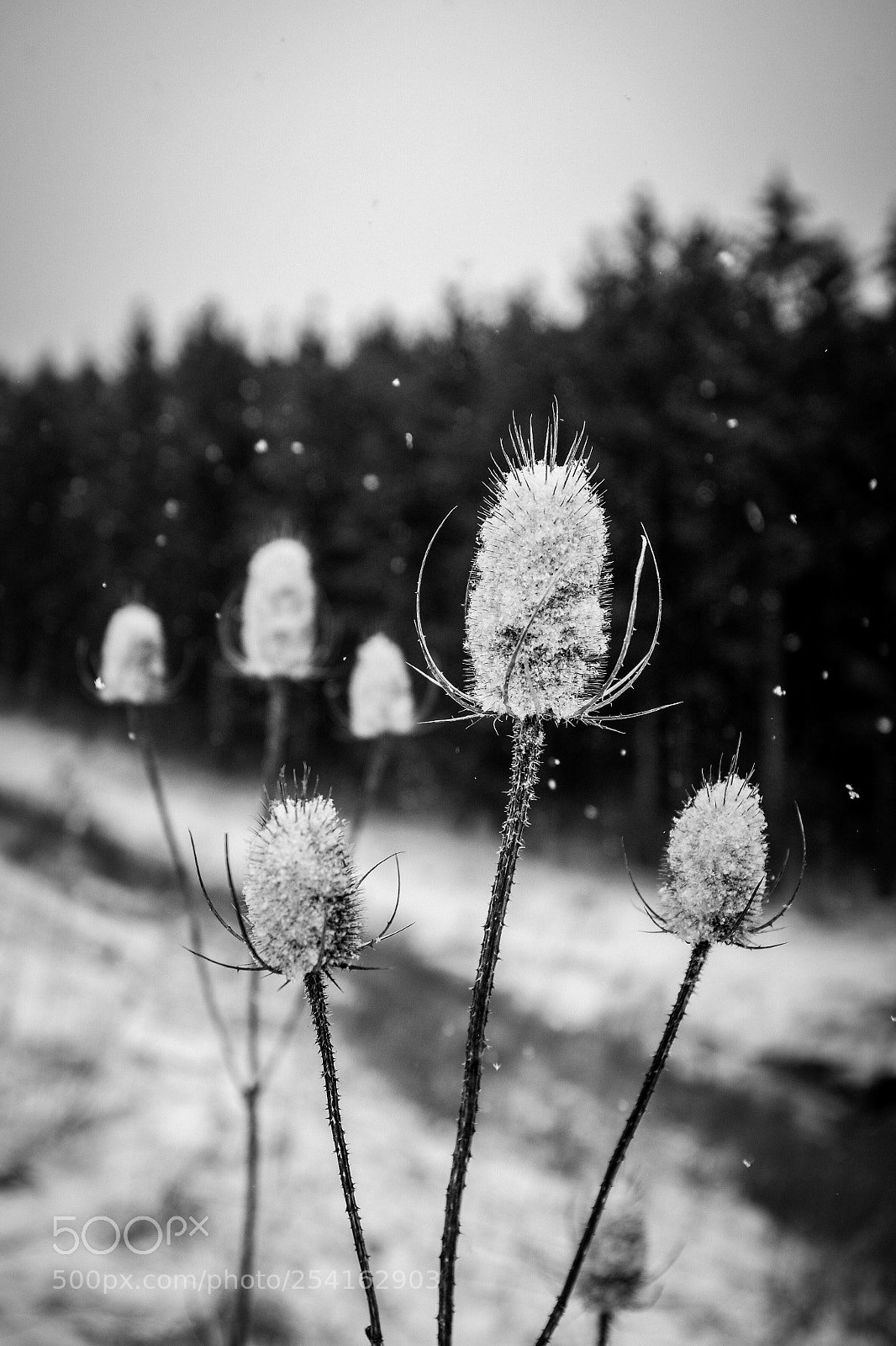 Fujifilm X100T sample photo. Thistles in the snow. photography