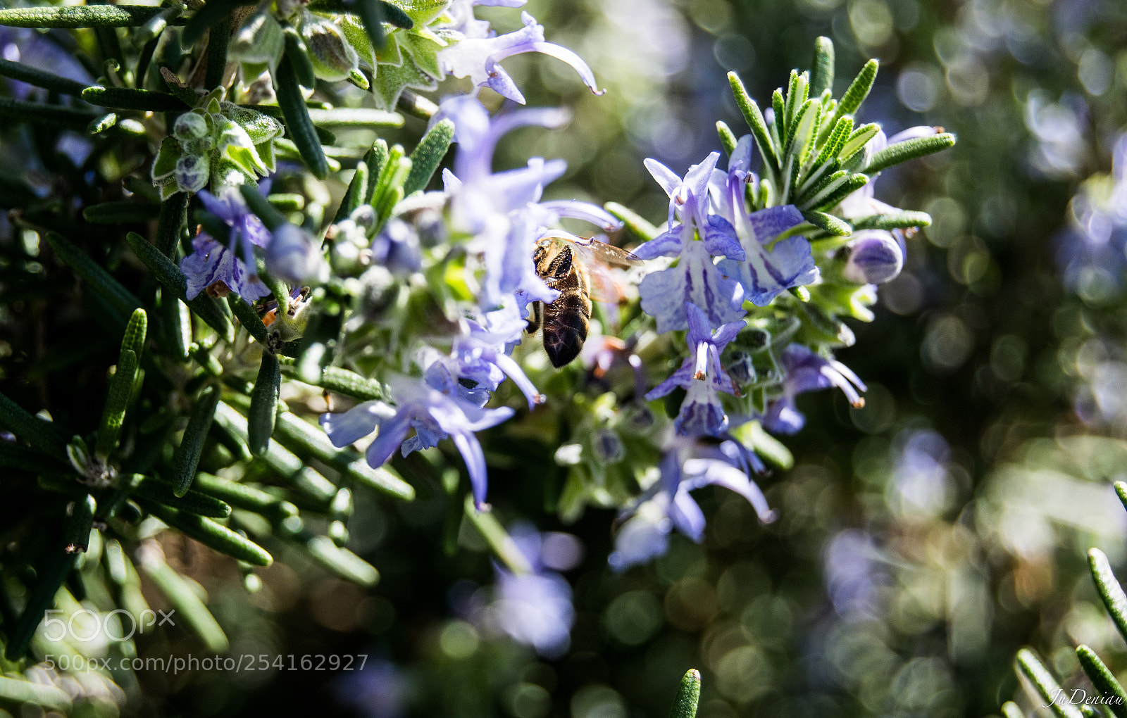 Nikon D3300 sample photo. Bee photography