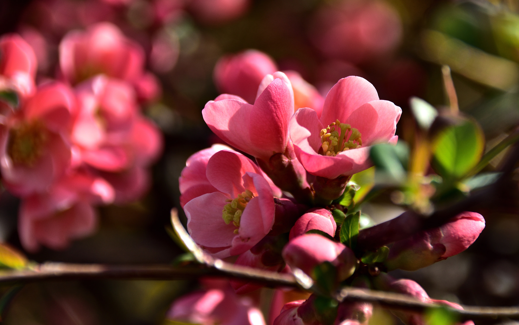 Sigma 18-250mm F3.5-6.3 DC Macro OS HSM sample photo. Blossom photography
