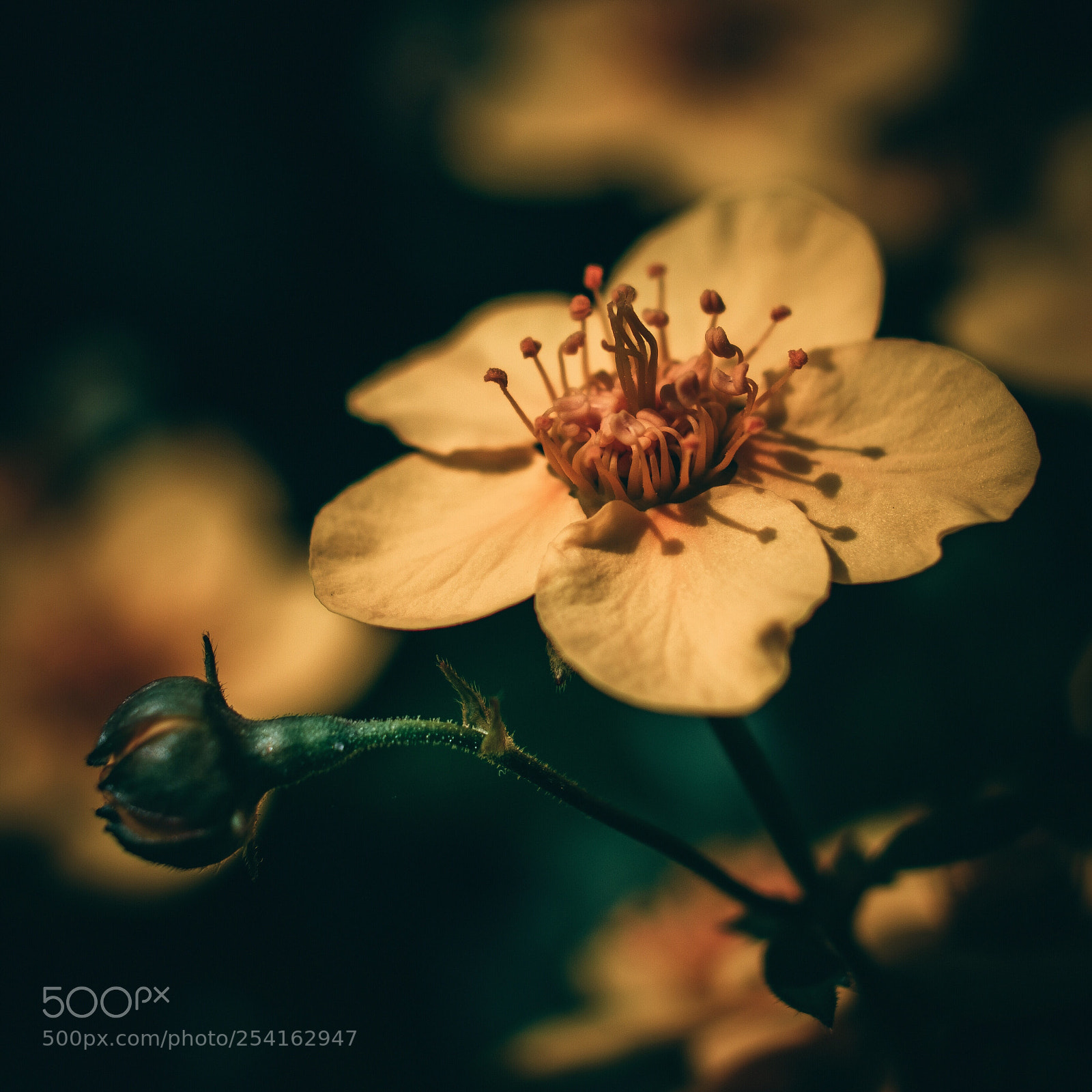 Fujifilm X-T20 sample photo. Flower power photography
