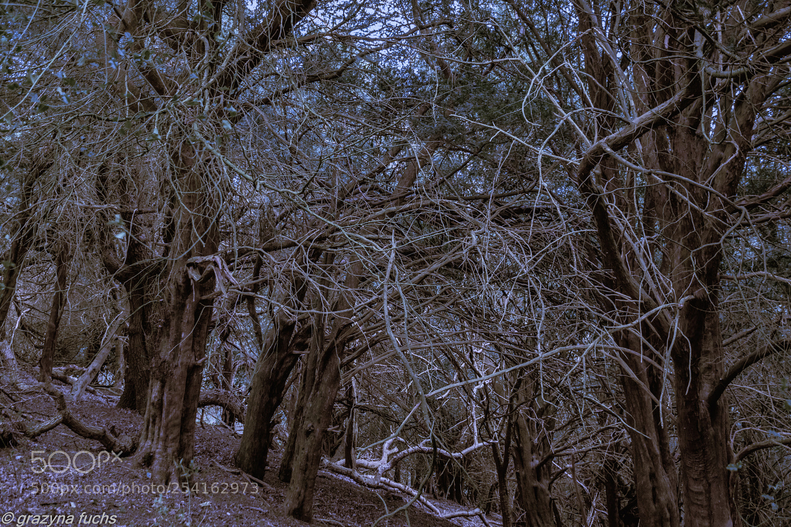 Nikon D3300 sample photo. Woodland scenery photography