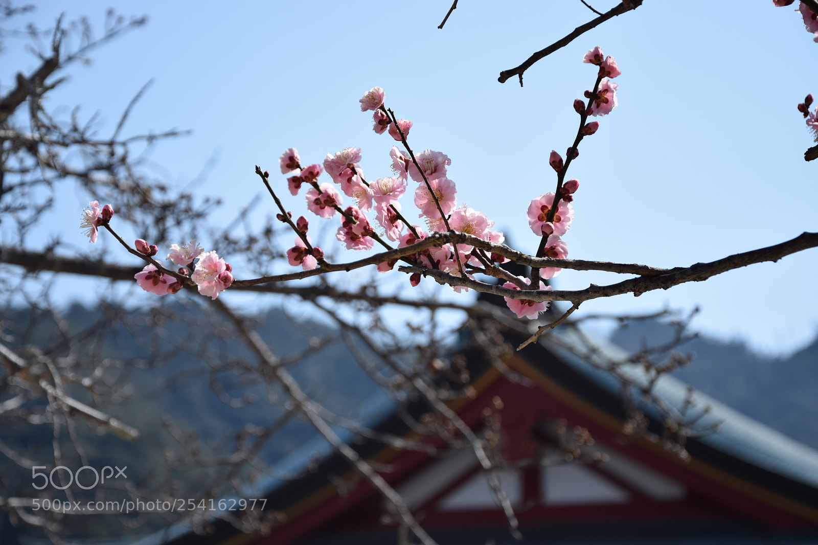 Nikon D5300 sample photo. Sakura photography