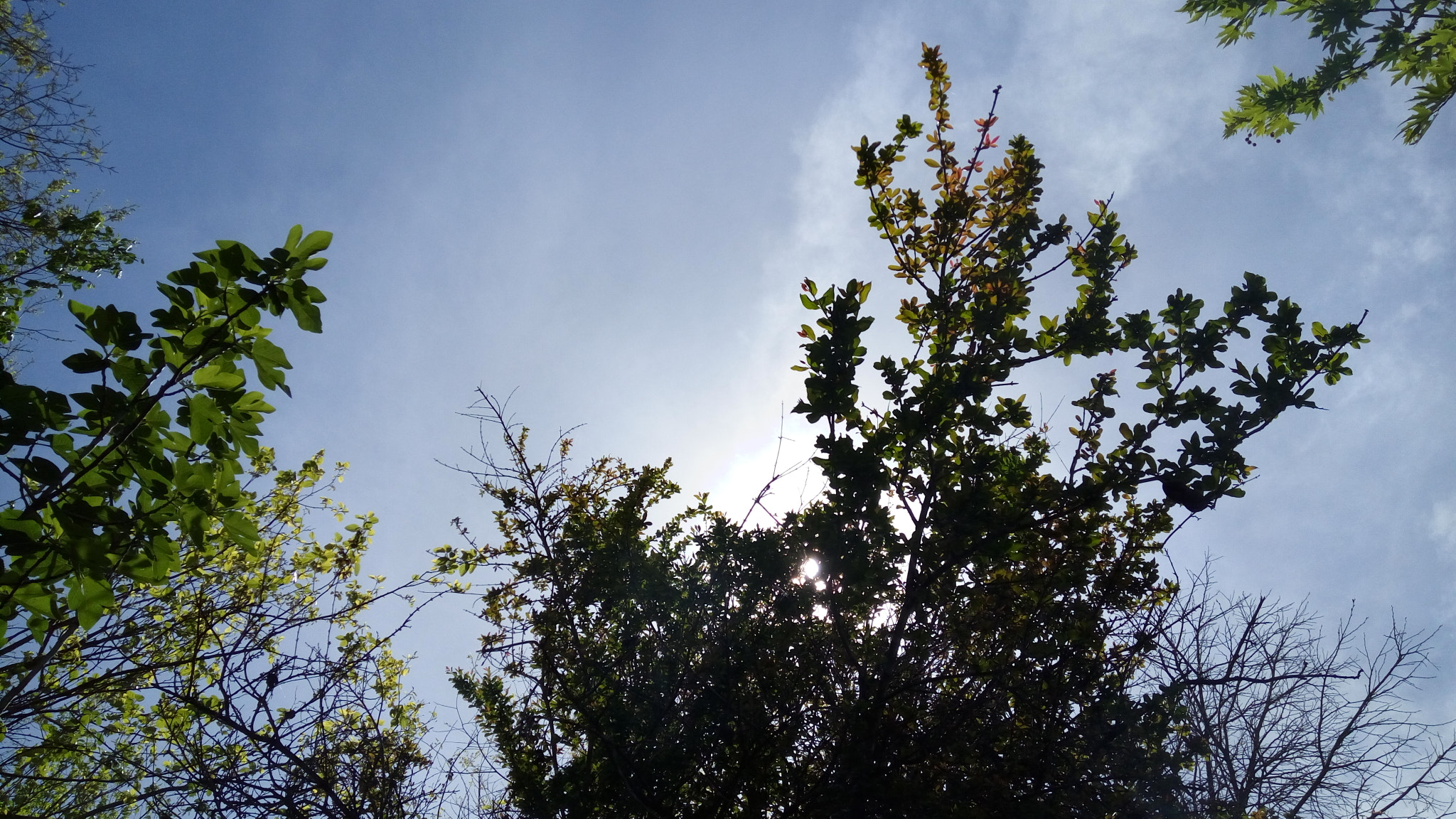 Lenovo VIBE X3 LITE sample photo