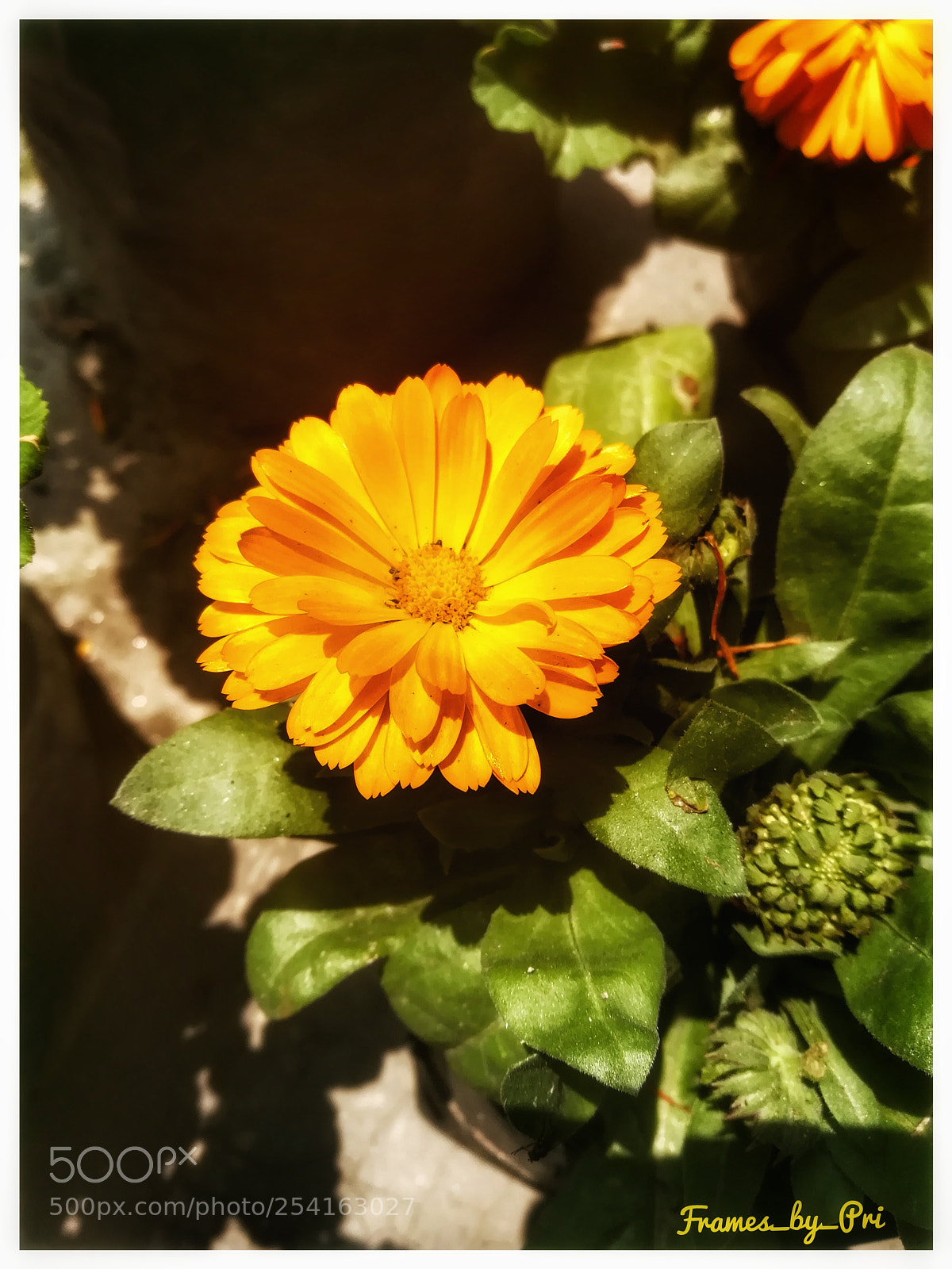 HUAWEI honor 6x sample photo. Little baby.... photography