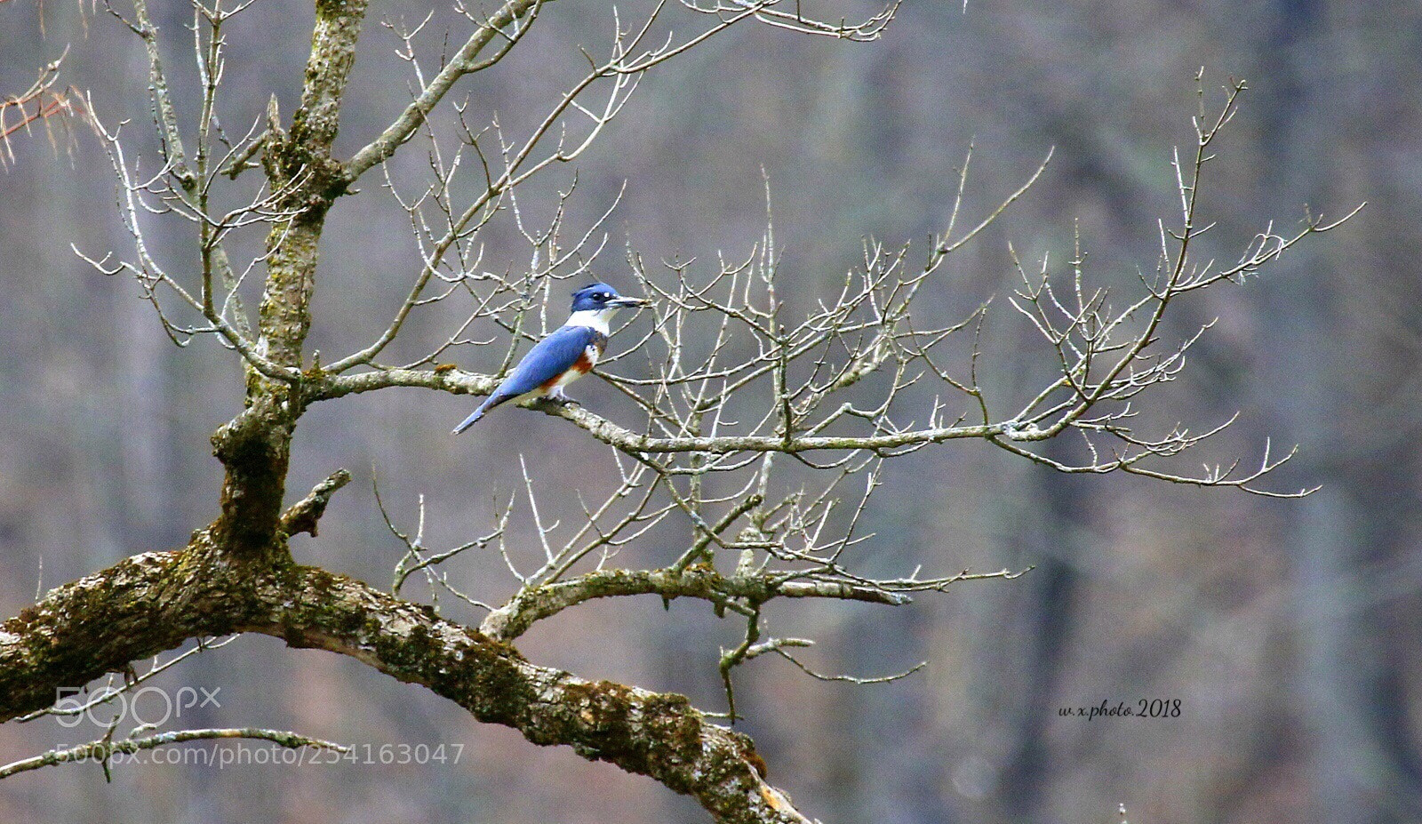 Canon EOS 7D Mark II sample photo. Belted kingfisher photography