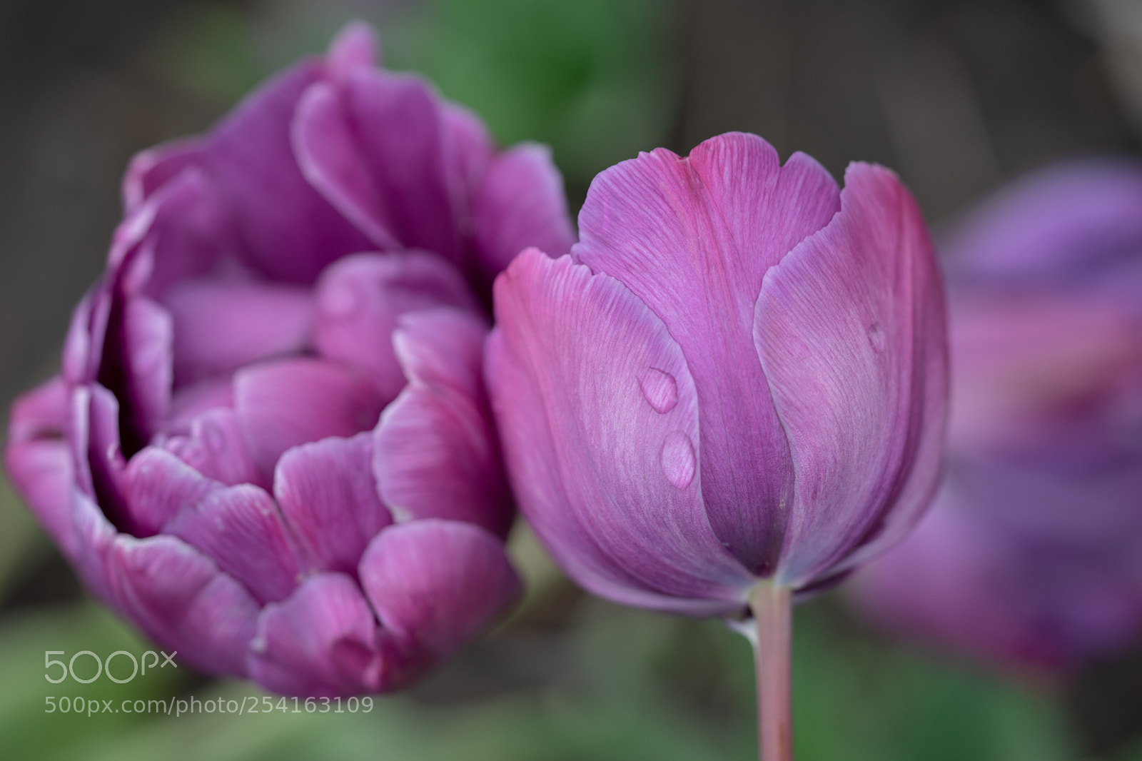 Sony a7 II sample photo. Tulip photography