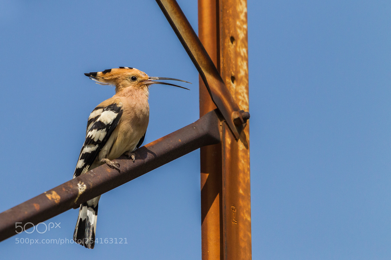 Canon EOS-1D Mark IV sample photo. 1st for this year photography