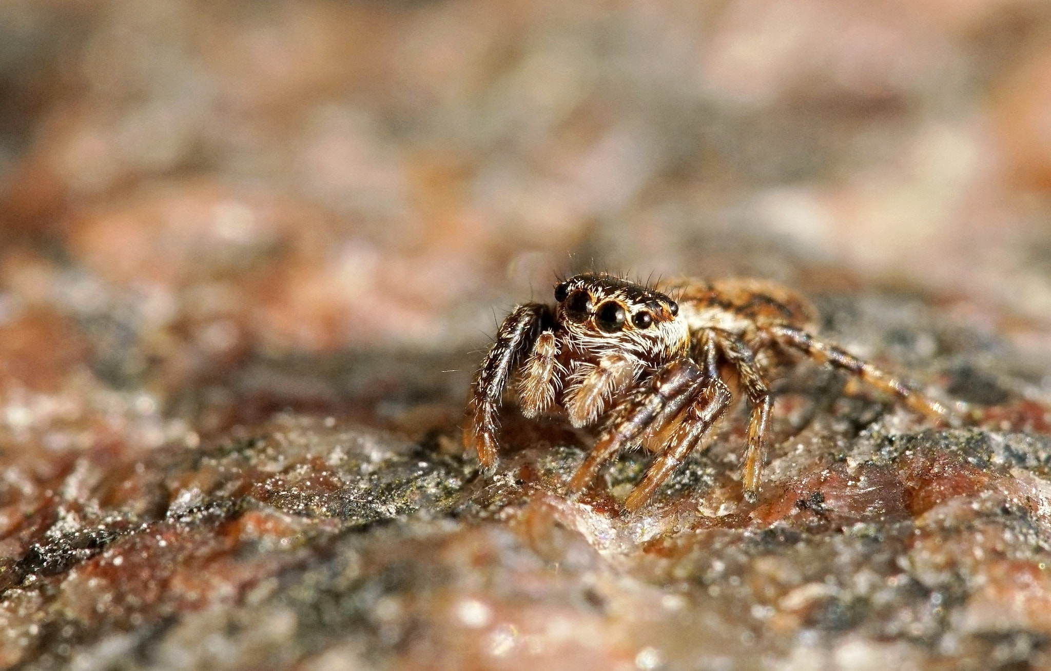 Sigma 150mm F2.8 EX DG Macro HSM sample photo. Jumping spider photography