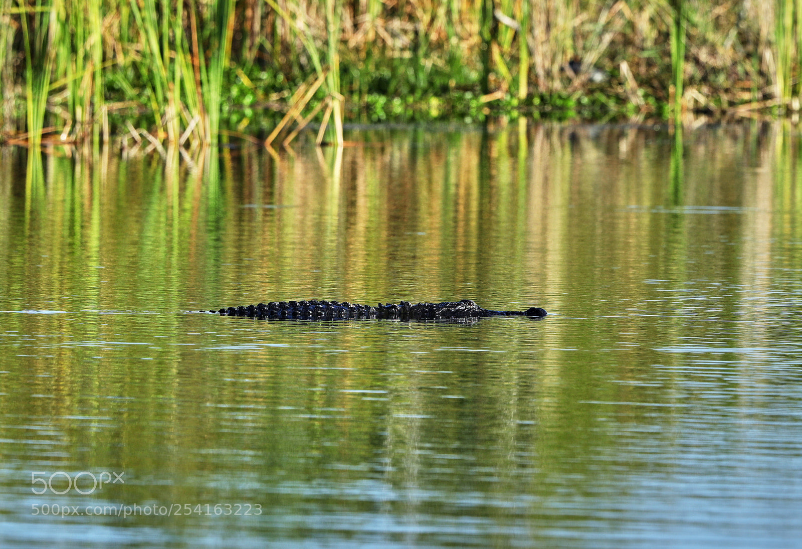 Canon EOS-1D X Mark II sample photo. 04-18-18-0013485.jpg photography