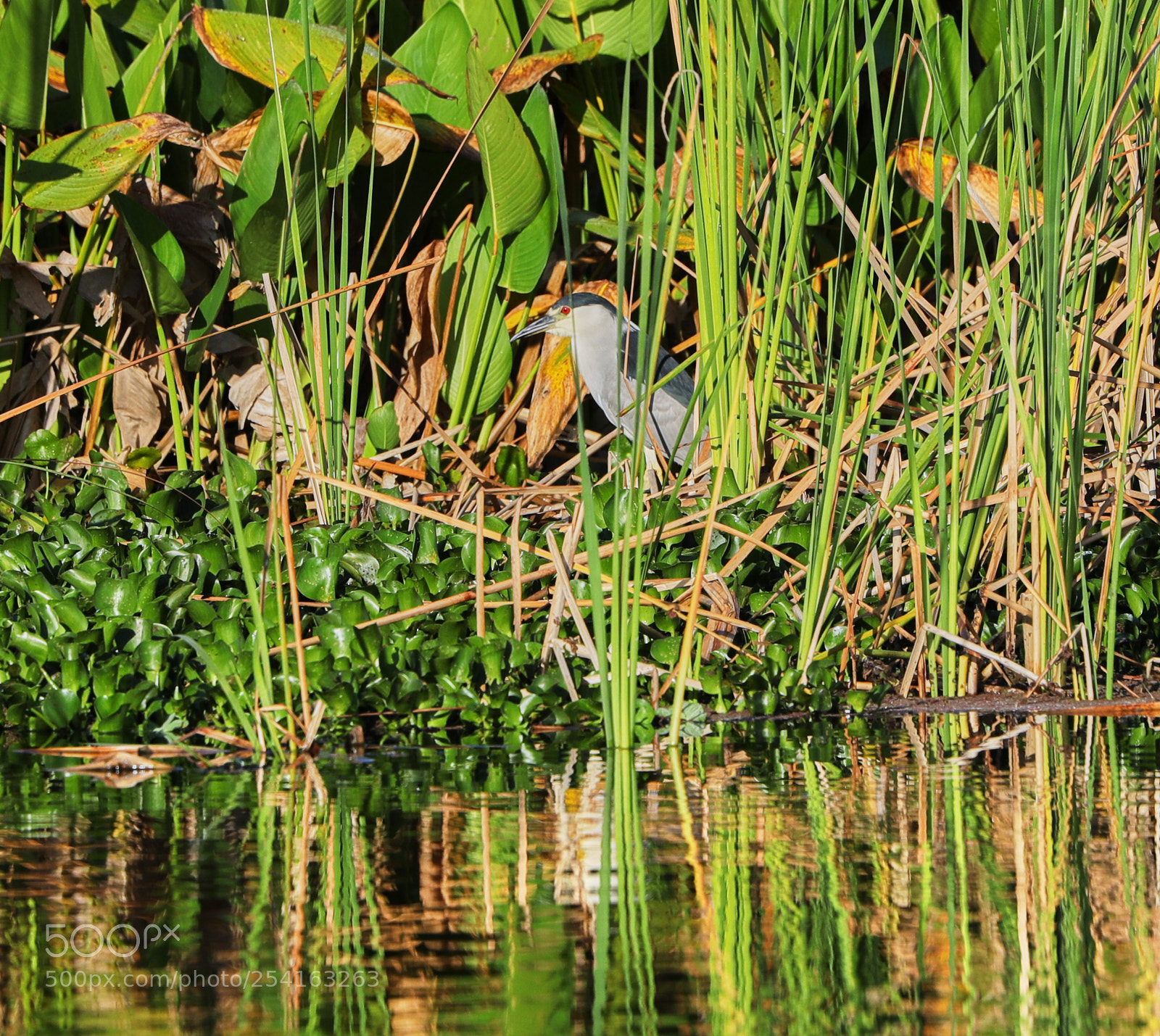 Canon EOS-1D X Mark II sample photo. 04-18-18-0013483.jpg photography