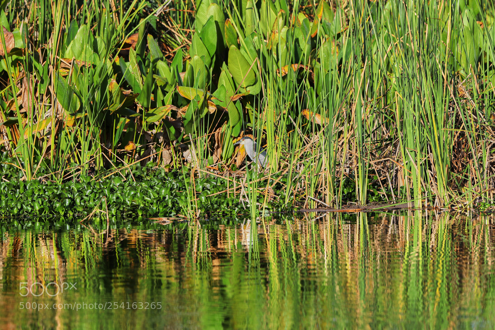 Canon EOS-1D X Mark II sample photo. 04-18-18-0013482.jpg photography
